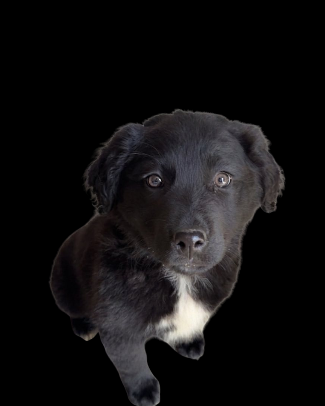 Meet Nova