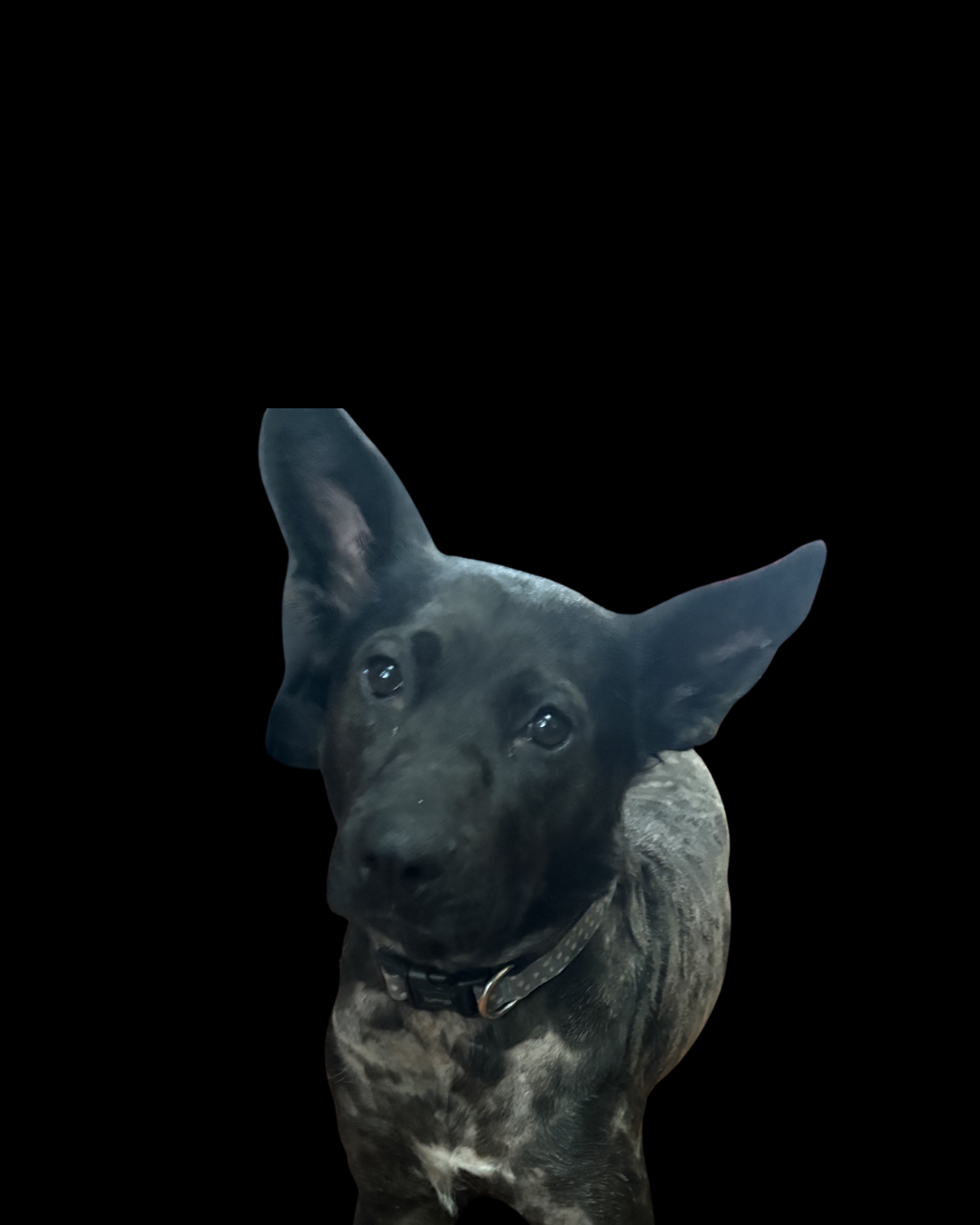 Meet Roxy