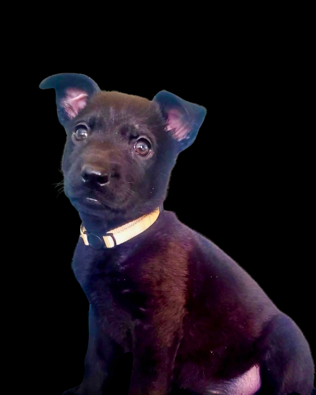 Meet Luna