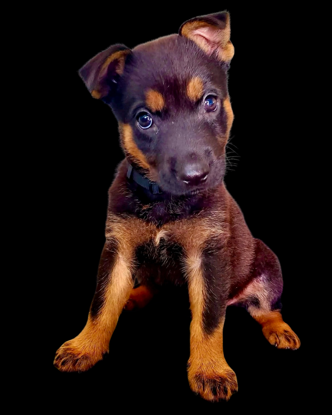 Meet Luci