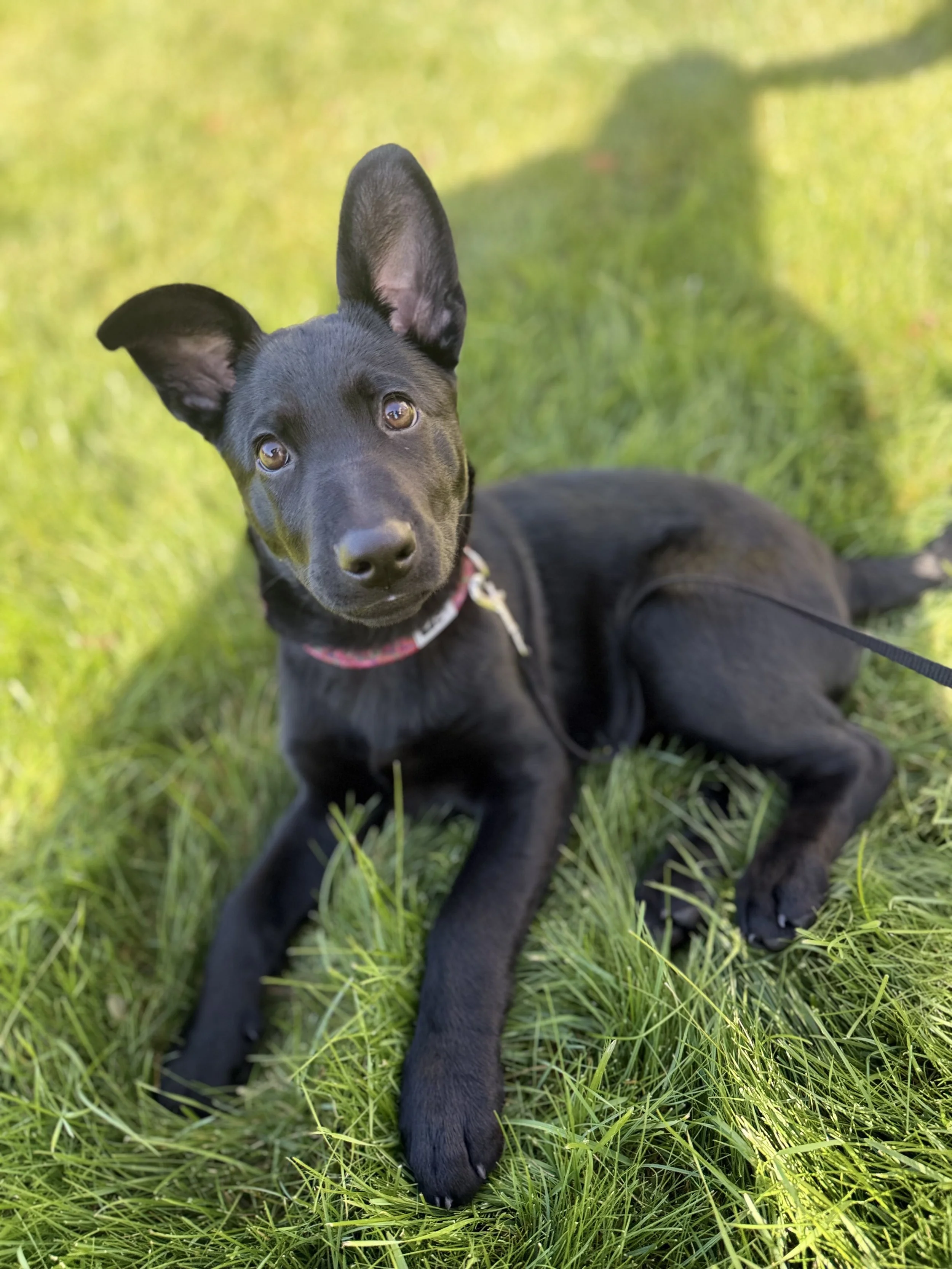 Meet Luna