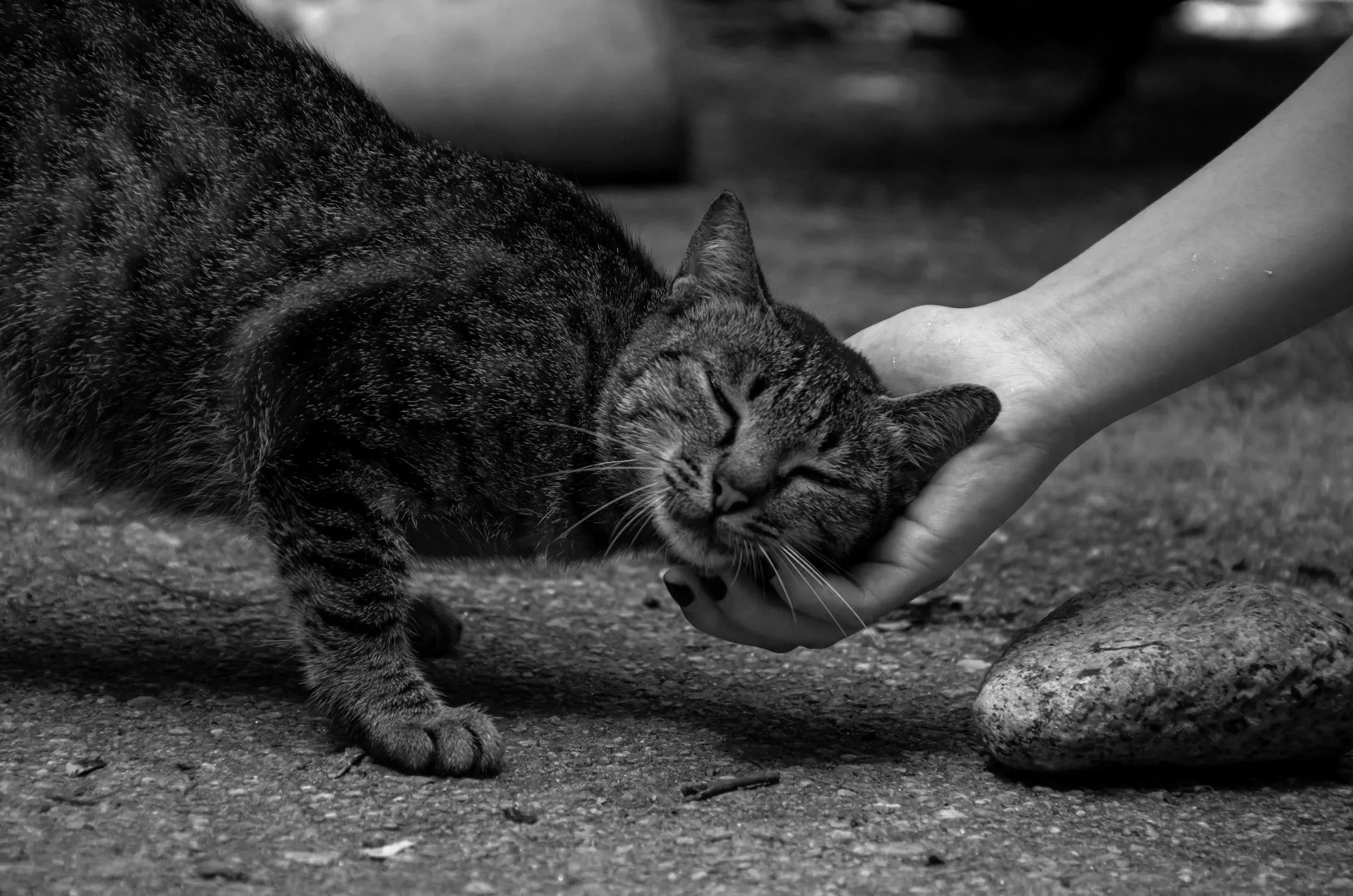 A person petting a sleeping tabby cat on the ground, with the cat's head resting in the person's hand.