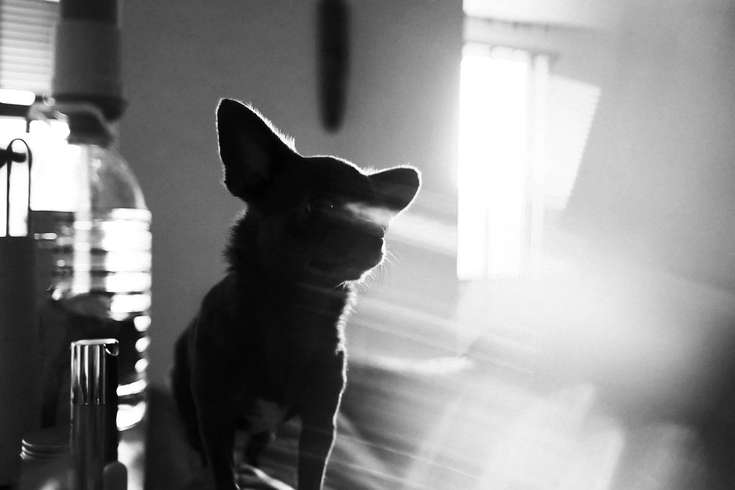 A black and white photo of a dog with large pointed ears sitting indoors near the window, with sunlight streaming in and creating a backlit silhouette.