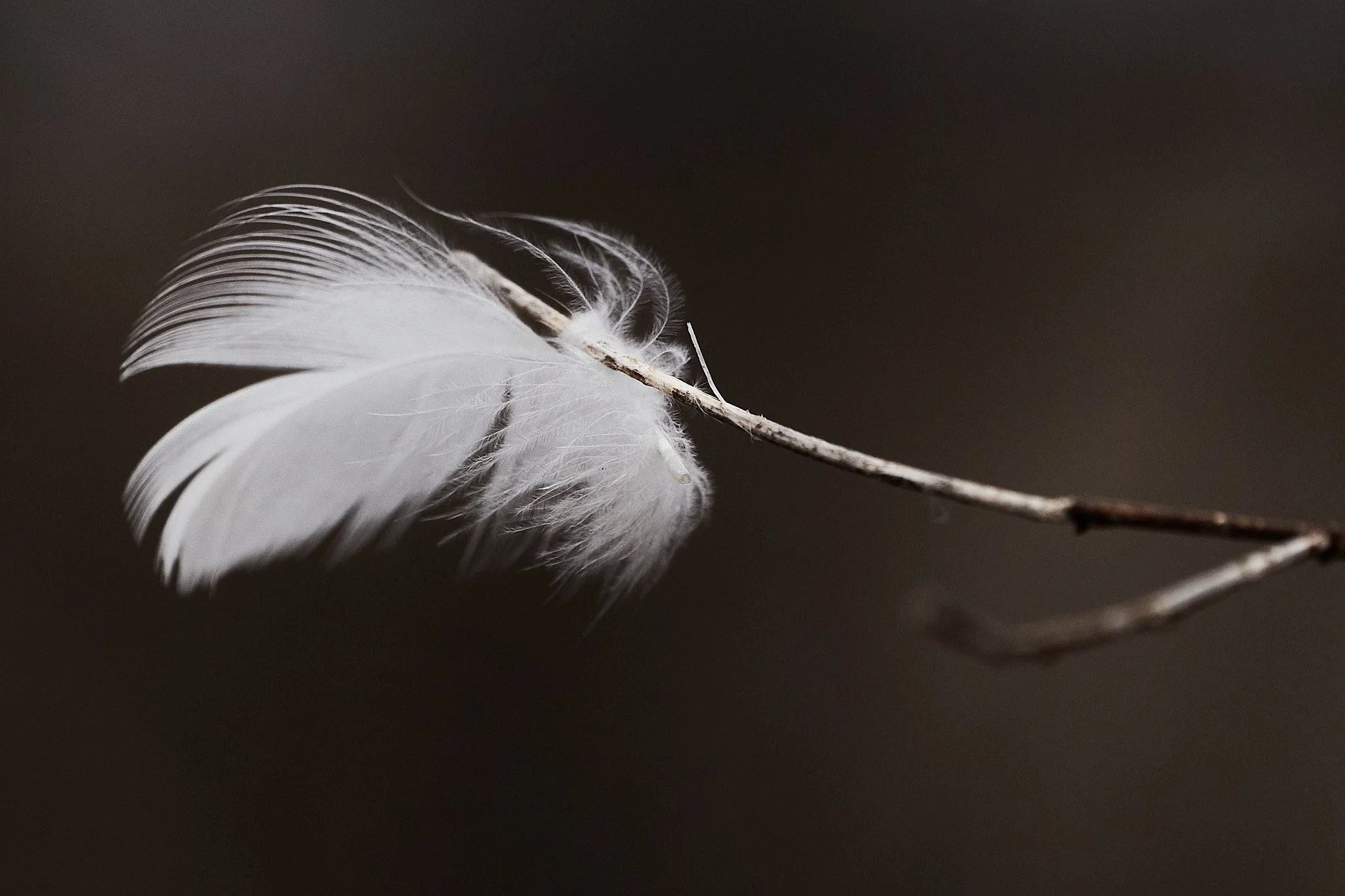 Close-up of a delicate white feather attached to a thin brown twig, set against a dark background.