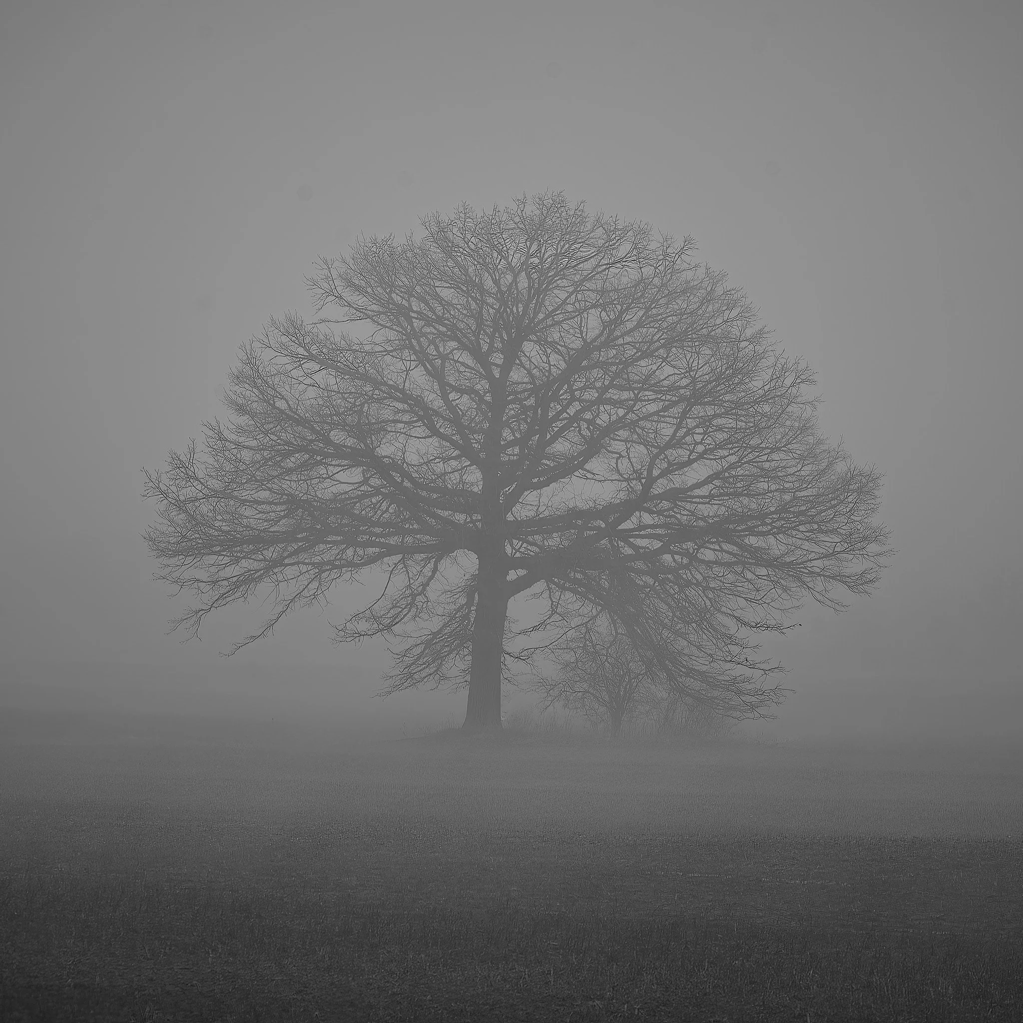 A large leafless tree standing alone in a foggy landscape, with a smaller tree nearby in the background.