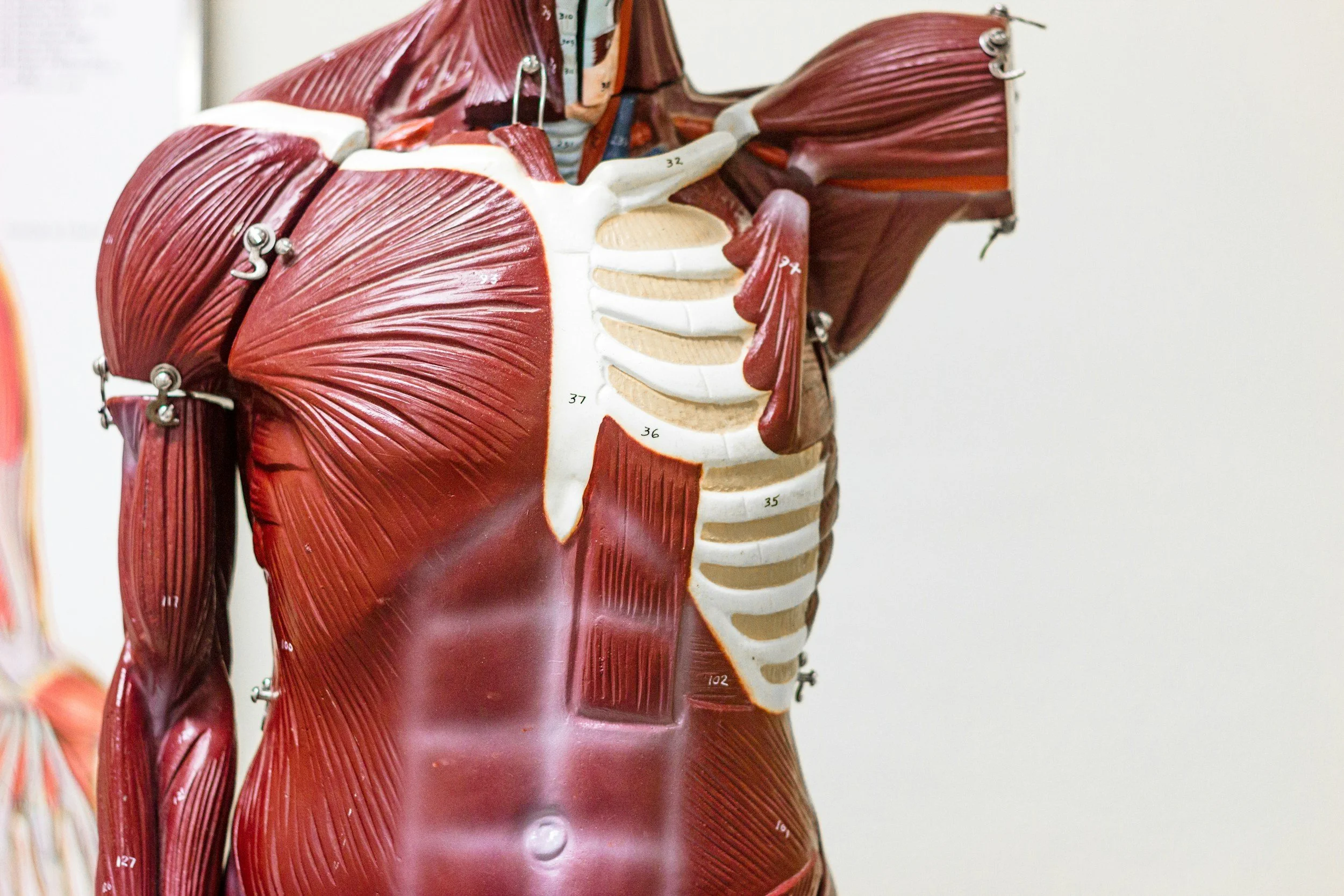 human body anatomy showing muscles and ribcage