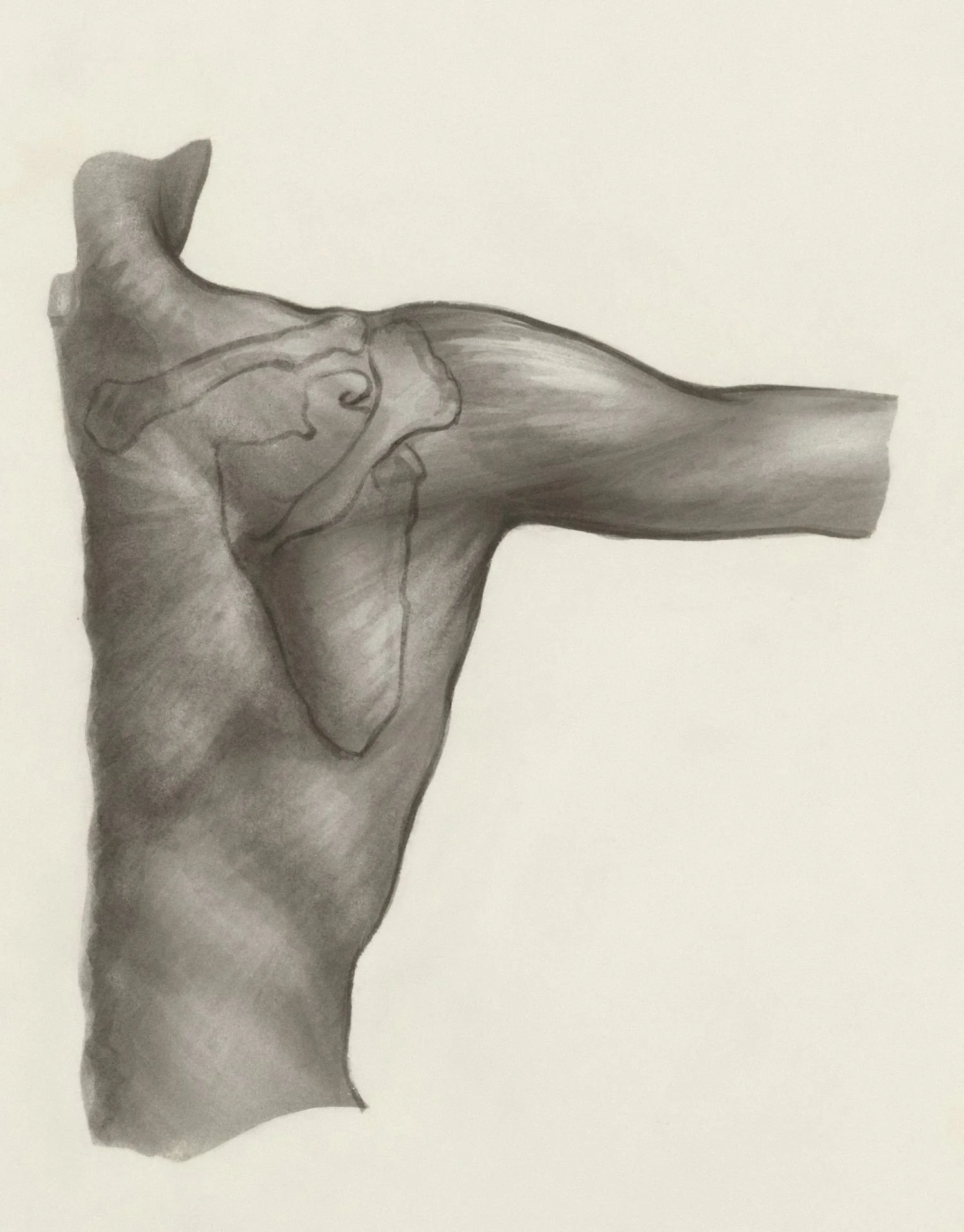 Shoulder anatomy drawing