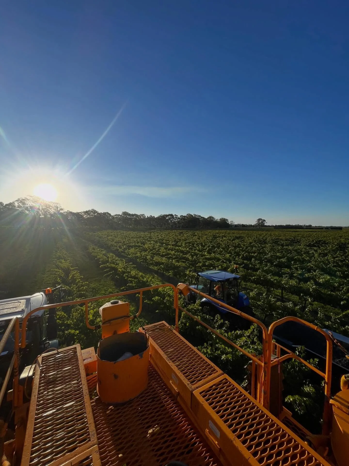 Look at that 😍
It&rsquo;s nice to have the last of the fruit picked for Vintage &lsquo;26, and what a cracker of a day it was to finish on 🚜
.
.
.
#v26 #vintage2026 #lightpass #barossavalley #southaustralianwine