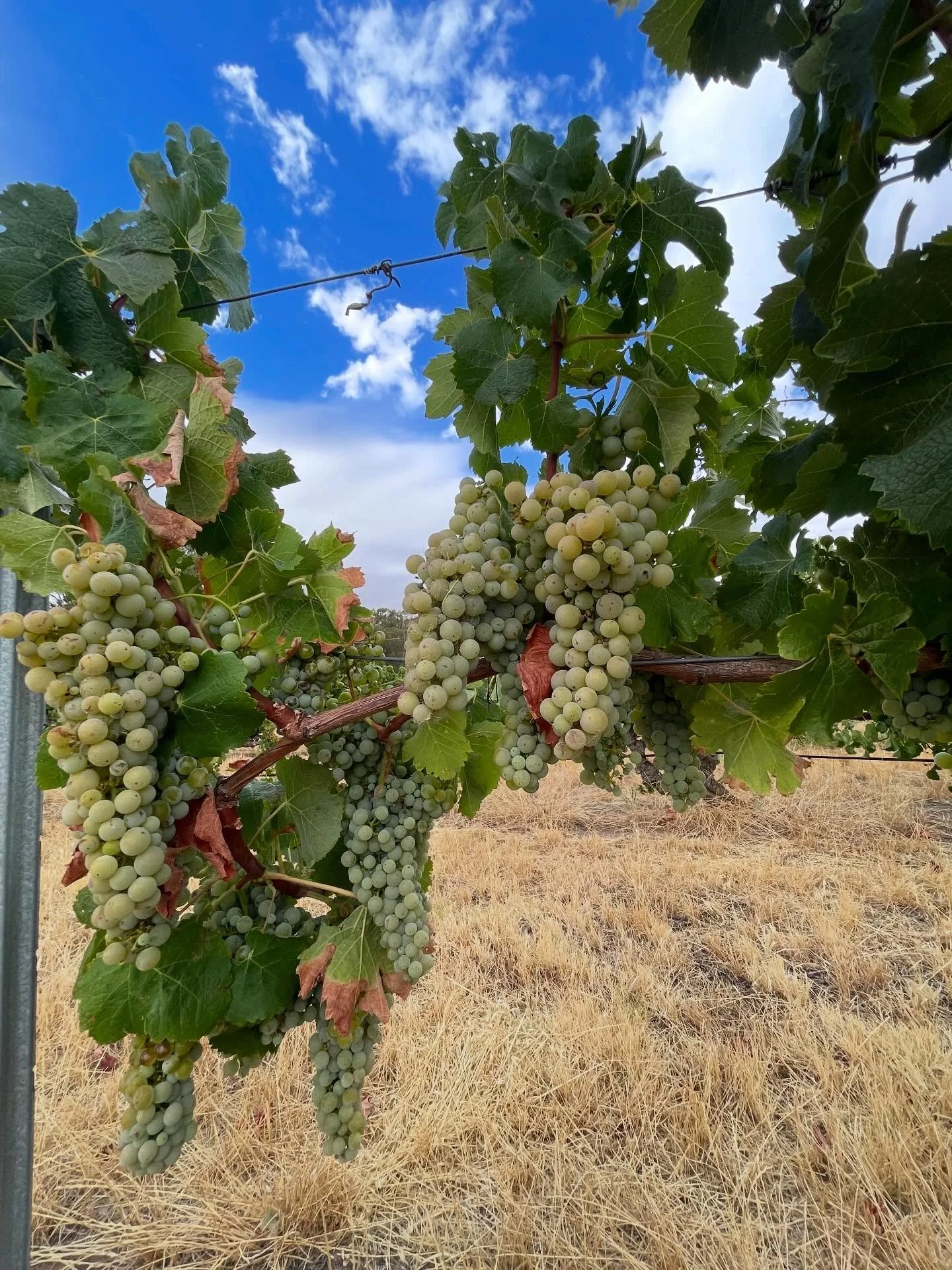 Kicking off Vintage 2026 with Old Vine Sem ✌🏽LETS GO! 
.
.
.
#vintage26 #mybarossa #barossawines #willowsvineyard