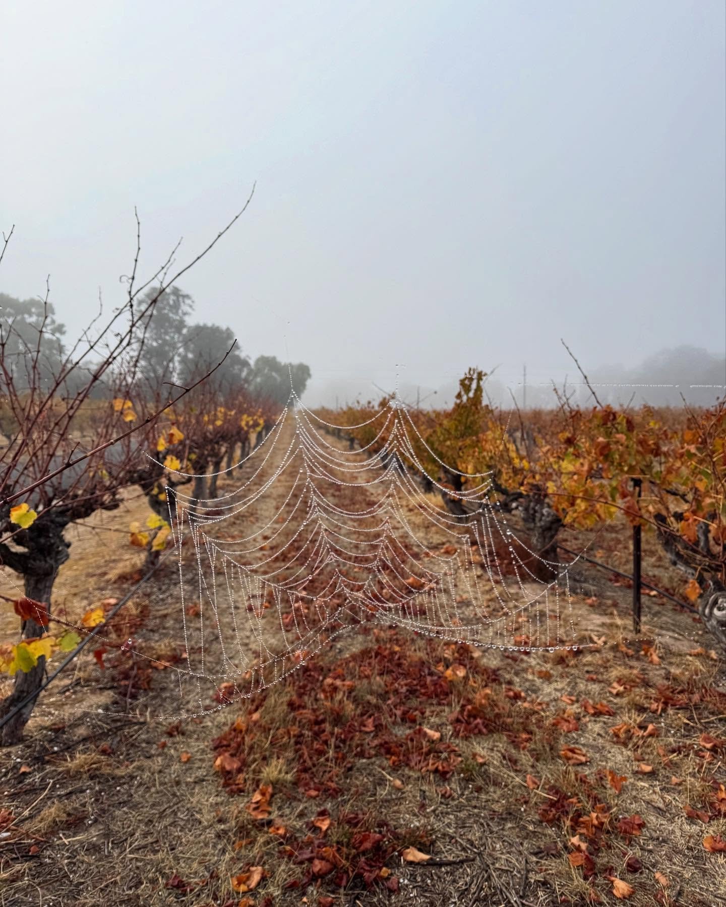 Finally some wintery weather 🕸️🍂
.
.
.
#willowsvineyard #lightpass #barossavalley #barossawine #southaustralia