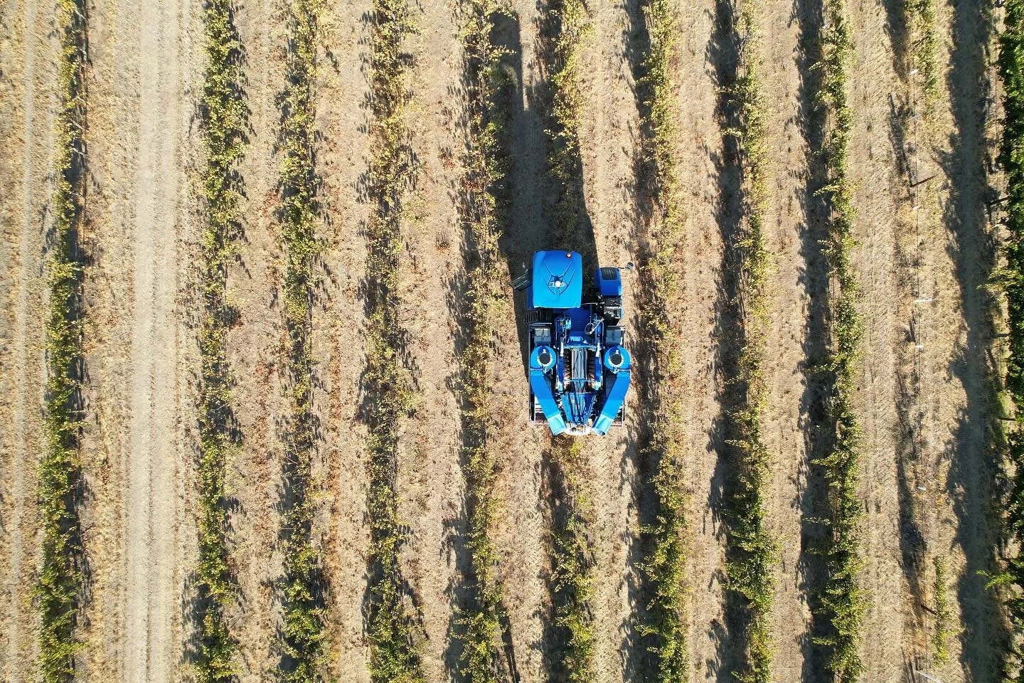 A glimpse of vintage from above! 
.
.
.
#v25 #lightpass #barossawine #barossavalley #southaustralianwine