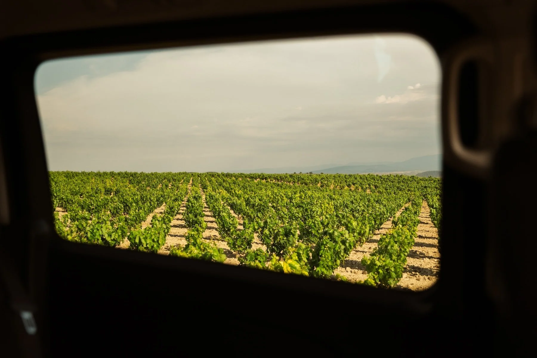 View of a vineyard through a car window with rows of grapevines and a cloudy sky in the background.
