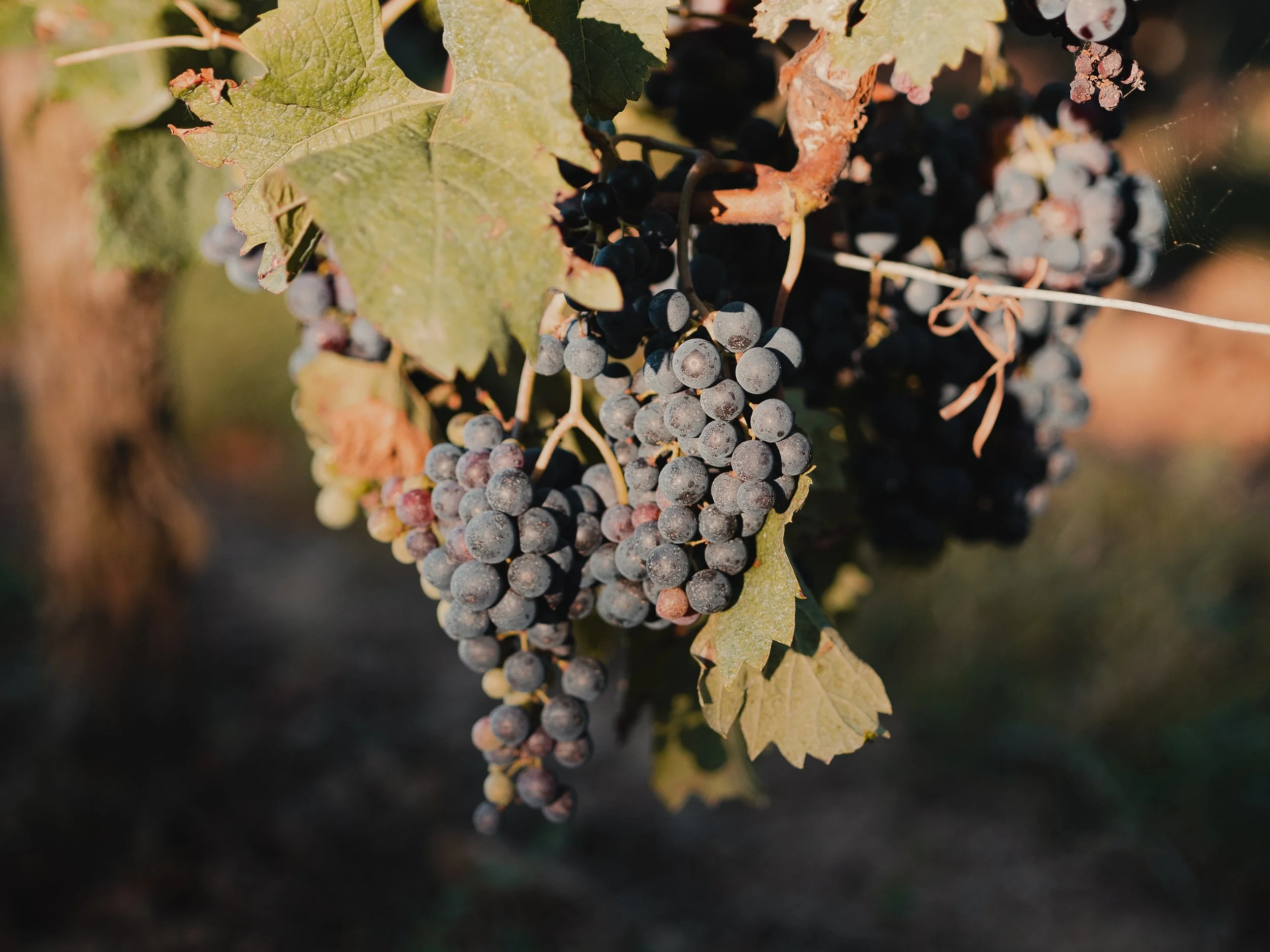 Clusters of ripening dark purple grapes hanging from a vine with green and yellow leaves.