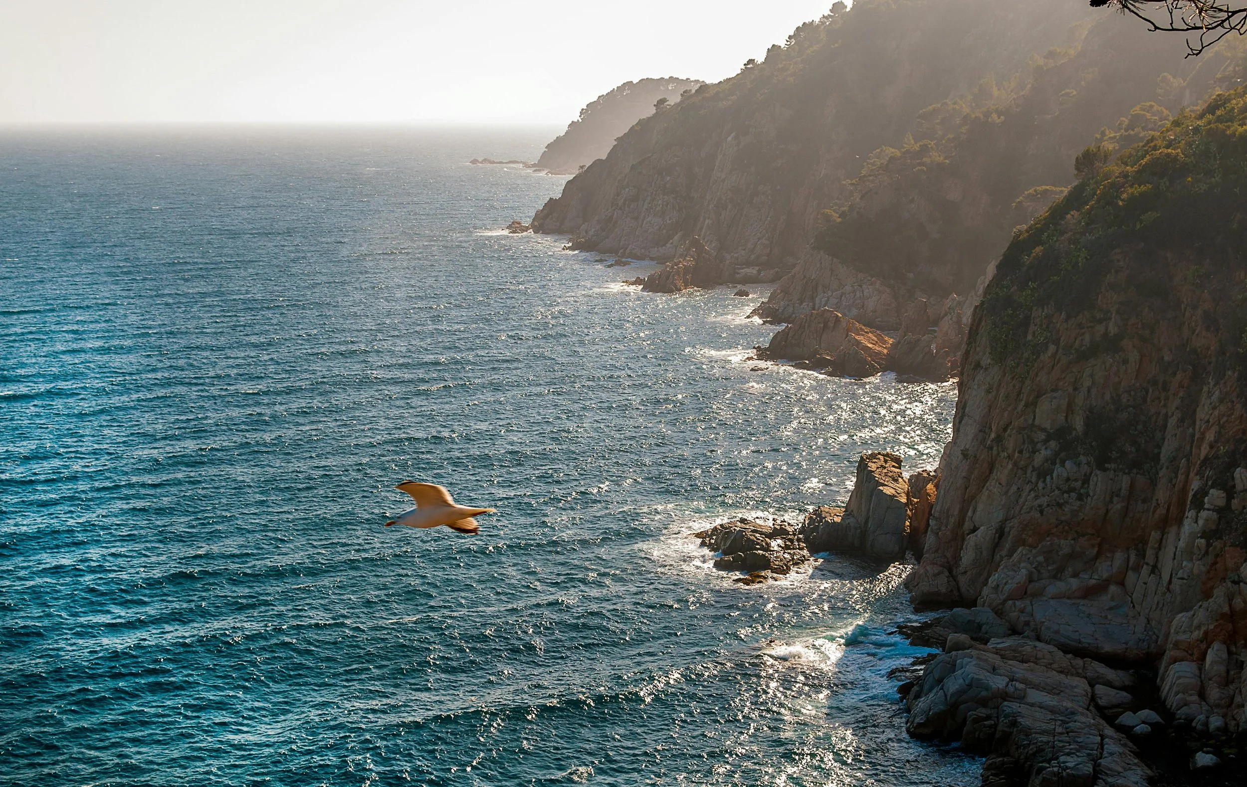Seagull flying over the ocean near rocky cliffs, with foggy hills in the background during sunset or sunrise.