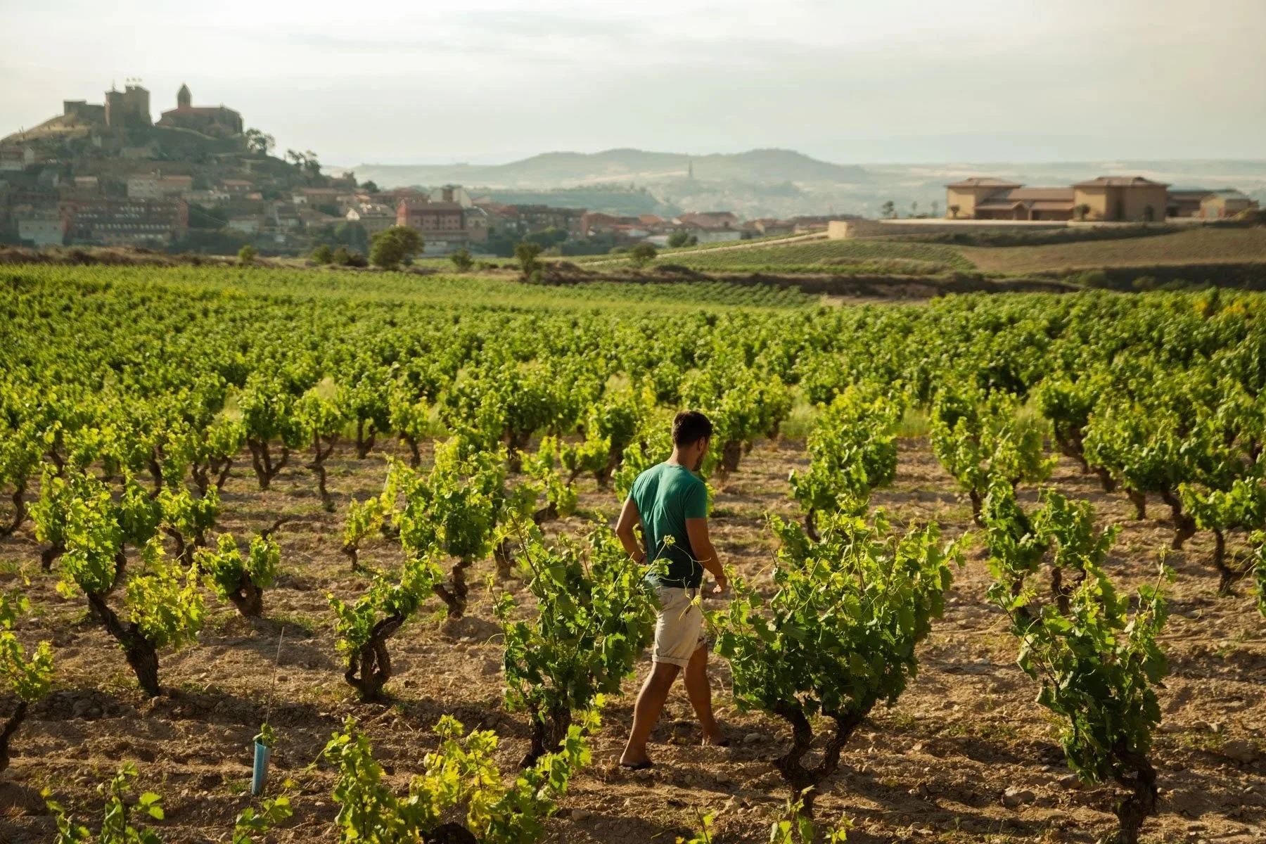 A person walking through a lush green vineyard with rows of grapevines, with a distant landscape of buildings, hills, and a castle atop a hill under a cloudy sky.