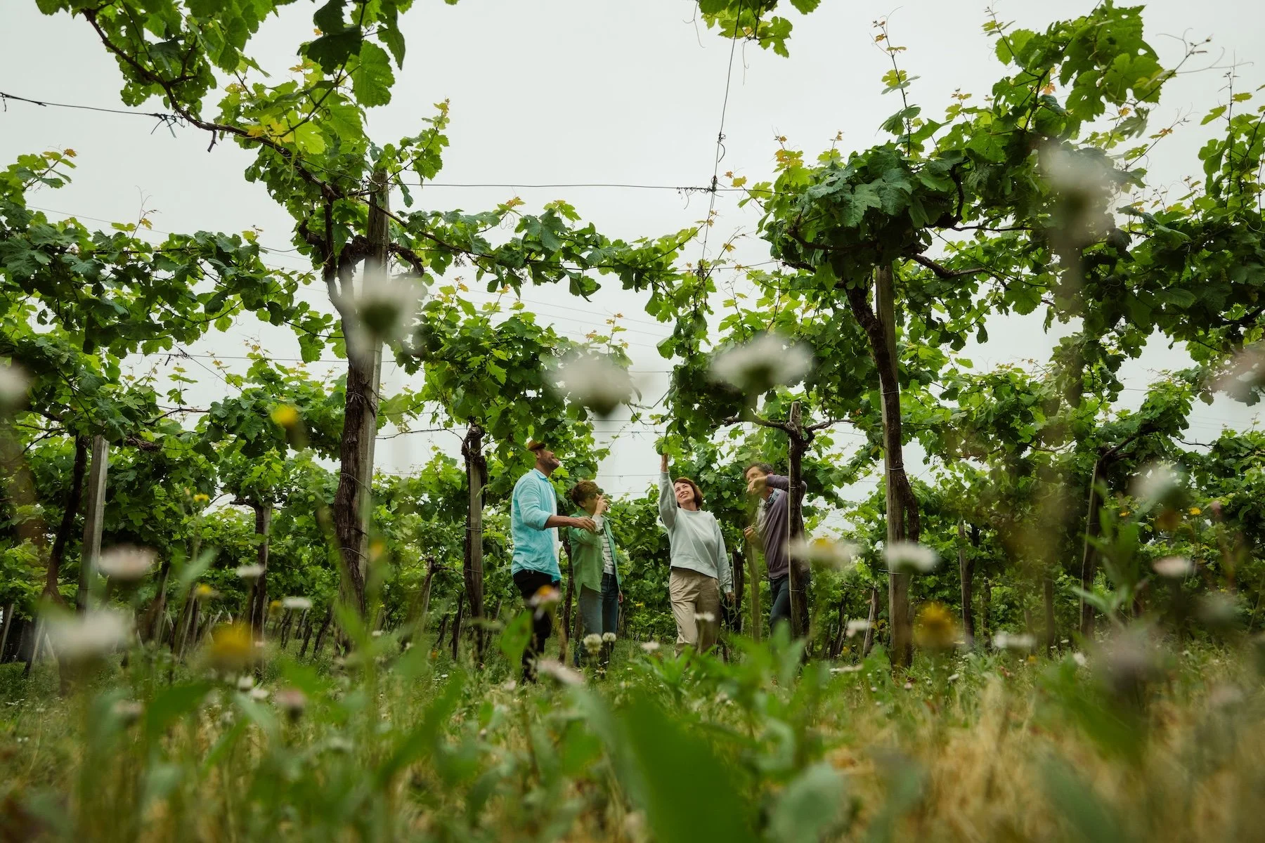 Group of people in a vineyard surrounded by grapevines on a cloudy day.