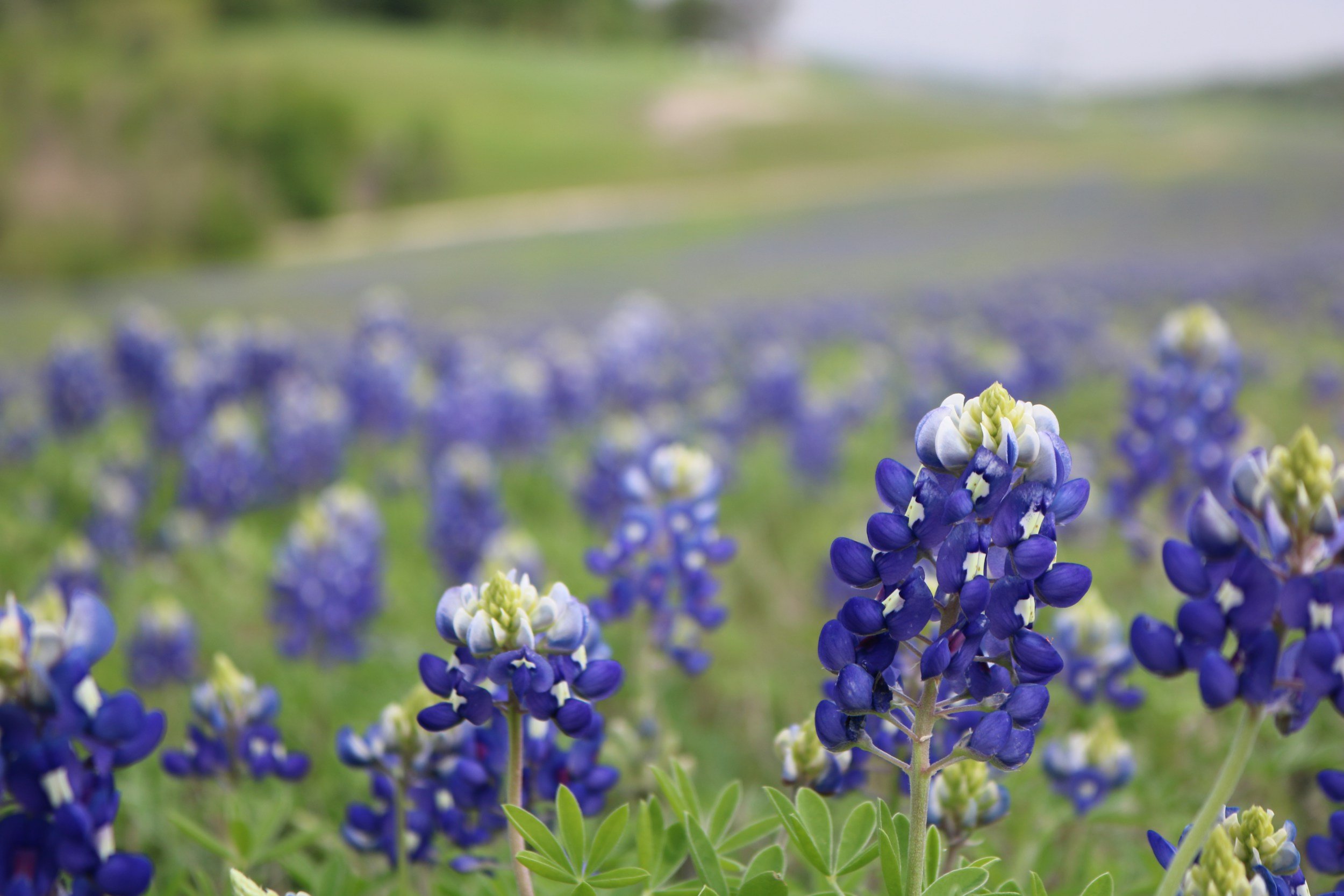 A field of bluebonnet flowers in bloom on a grassy landscape with a blurred background of greenery and sky.