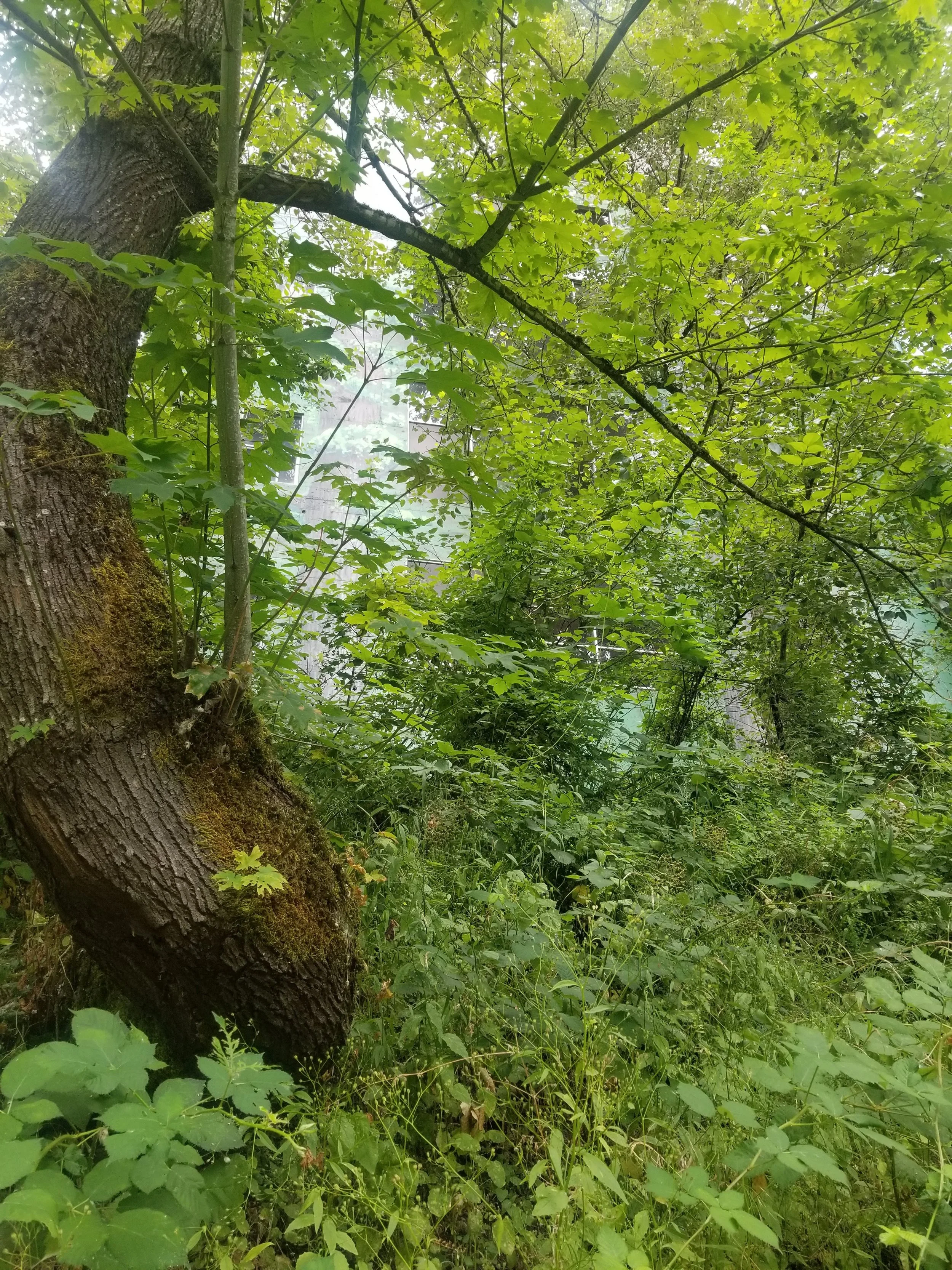 Crooked tree with perspective of looking up towards the sky.