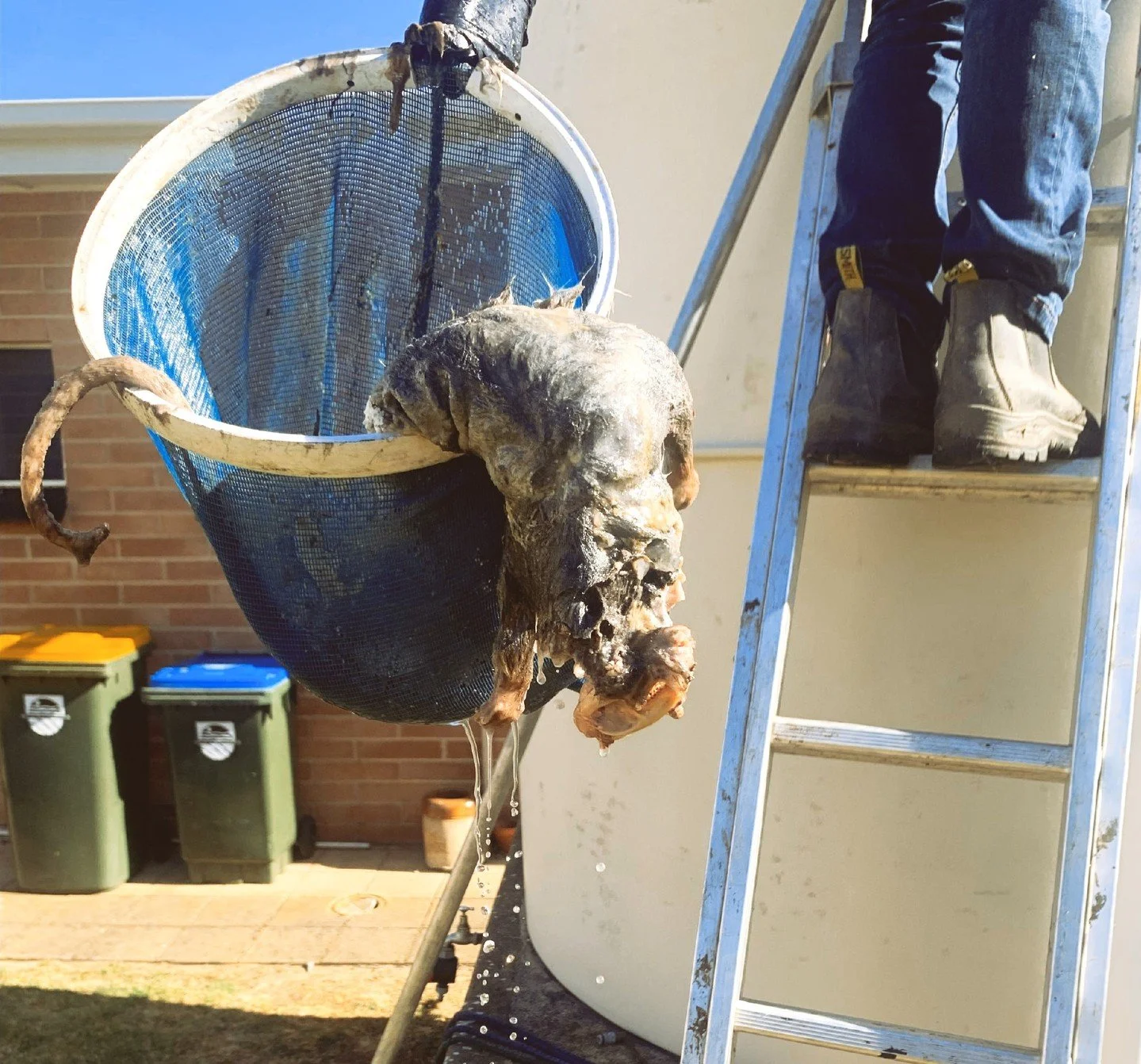 🚰 There's no better time than now to give your tanks a thorough check and clean! You never know what's lurking inside until you inspect! Keep it safe, sparkling, and sanitised with our tank cleaning services. Don't wait, hop to it! 🐸 Contact Adam t
