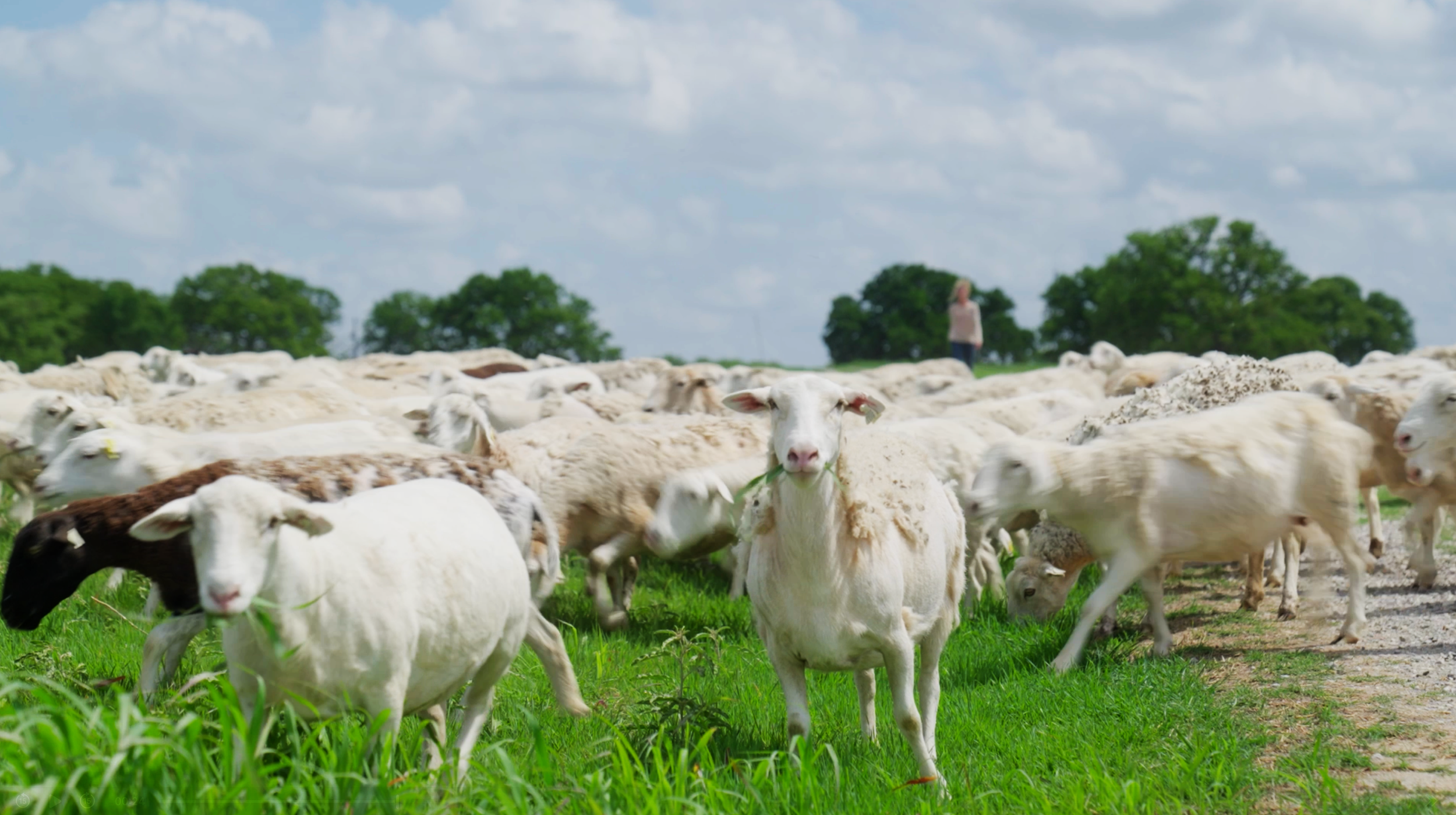A herd of white and black goats grazing on green grass in a pasture with a person and trees in the background.