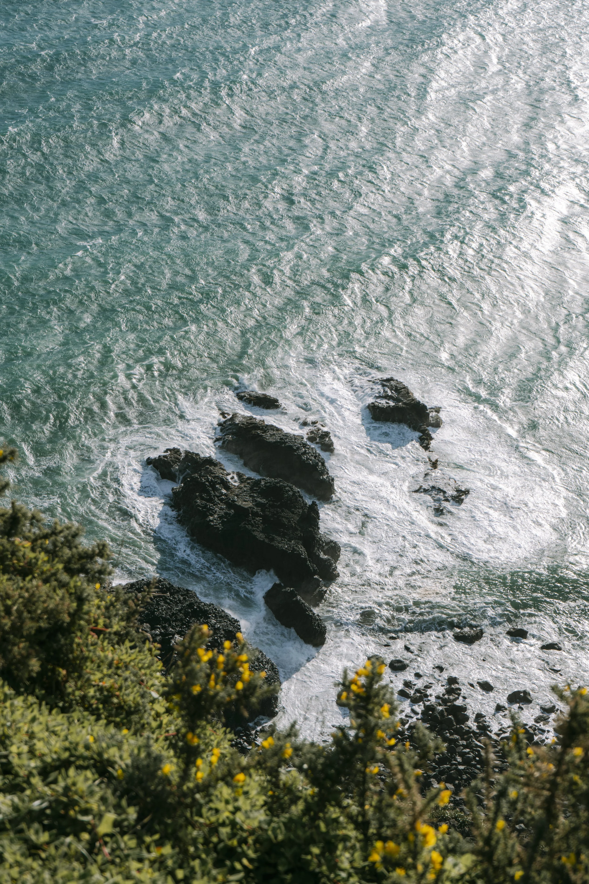 Photo taken from a high vantage point of rocky shoreline with ocean waves crashing against dark rocks, and green shrubbery with small yellow flowers in the foreground.