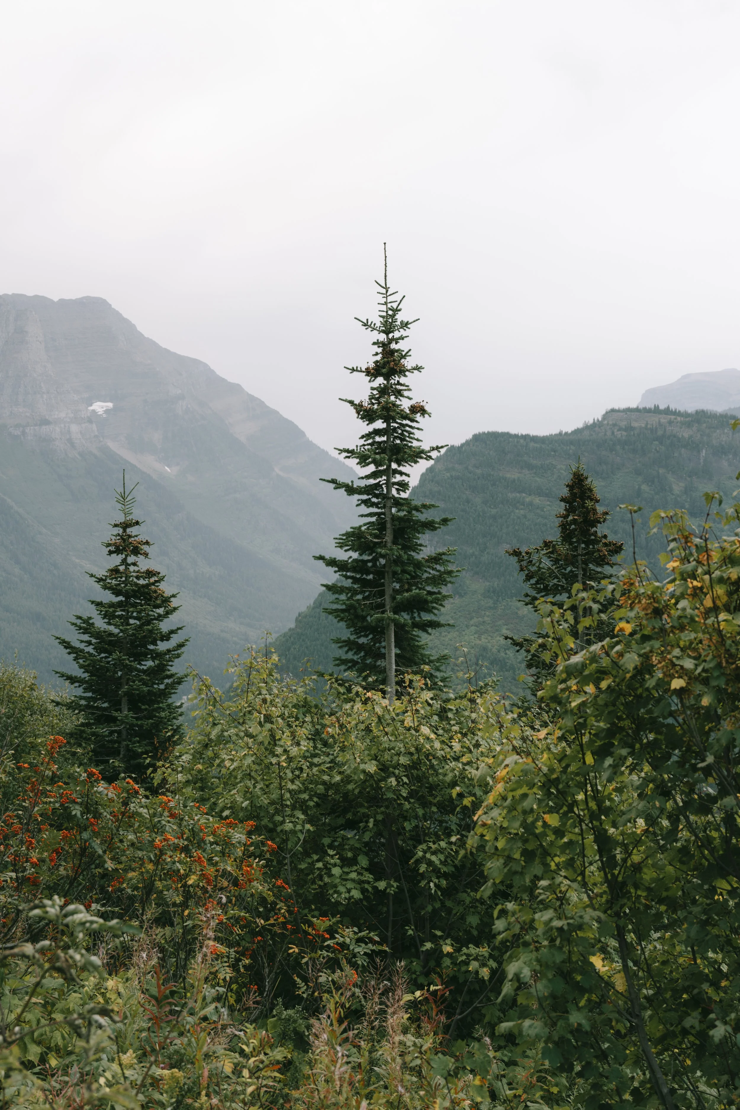 Tall evergreen trees among lush green bushes with mountains in the background under a cloudy sky.