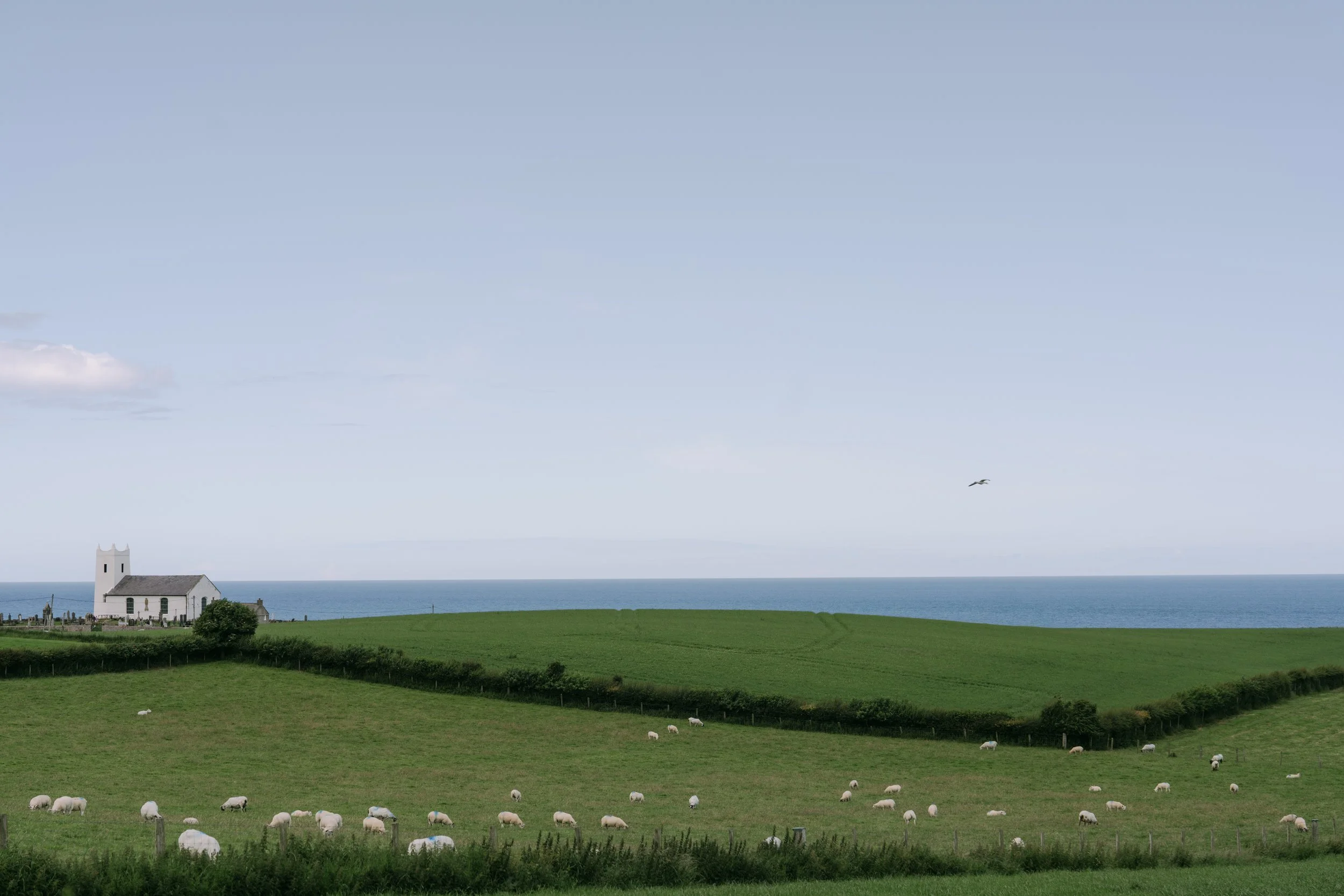 Green pastures with sheep grazing, a white church building, the ocean in the background, and a bird flying in the sky.