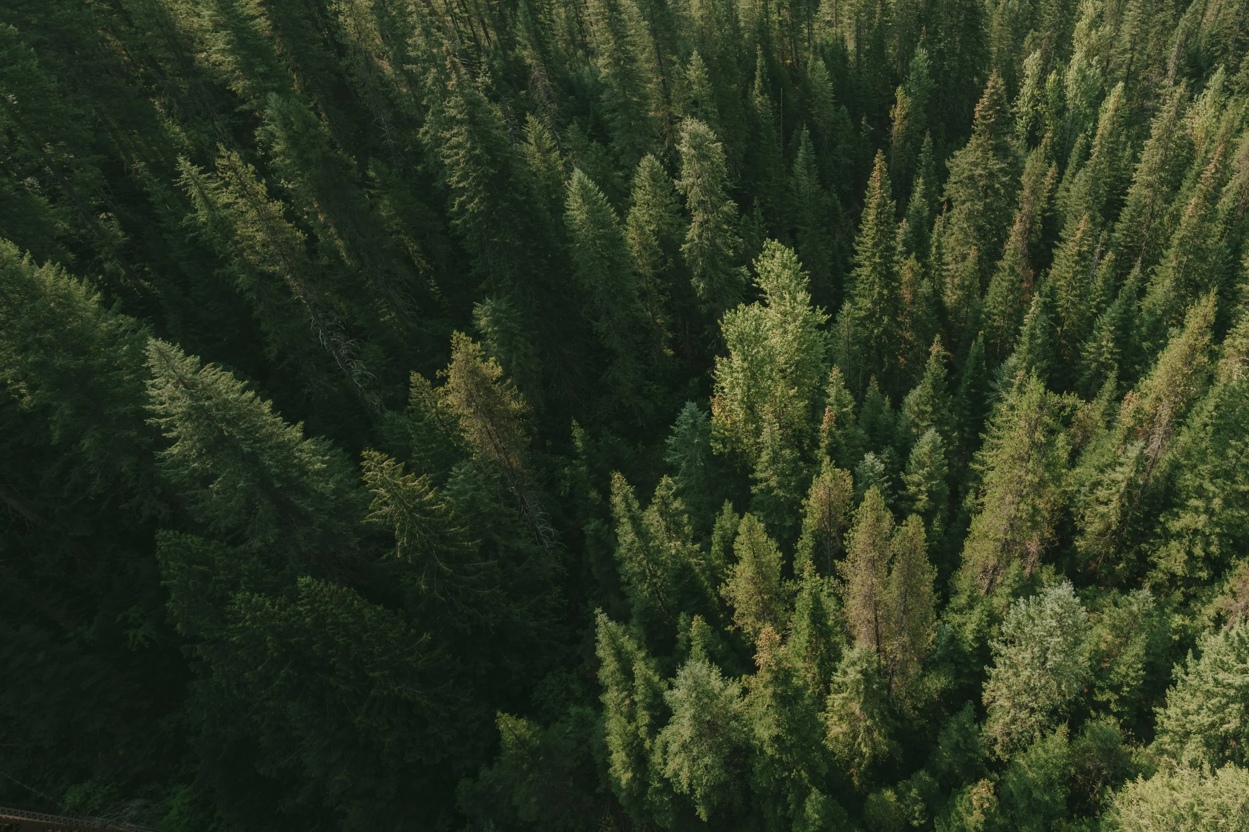 Aerial view of a dense forest with tall evergreen trees.