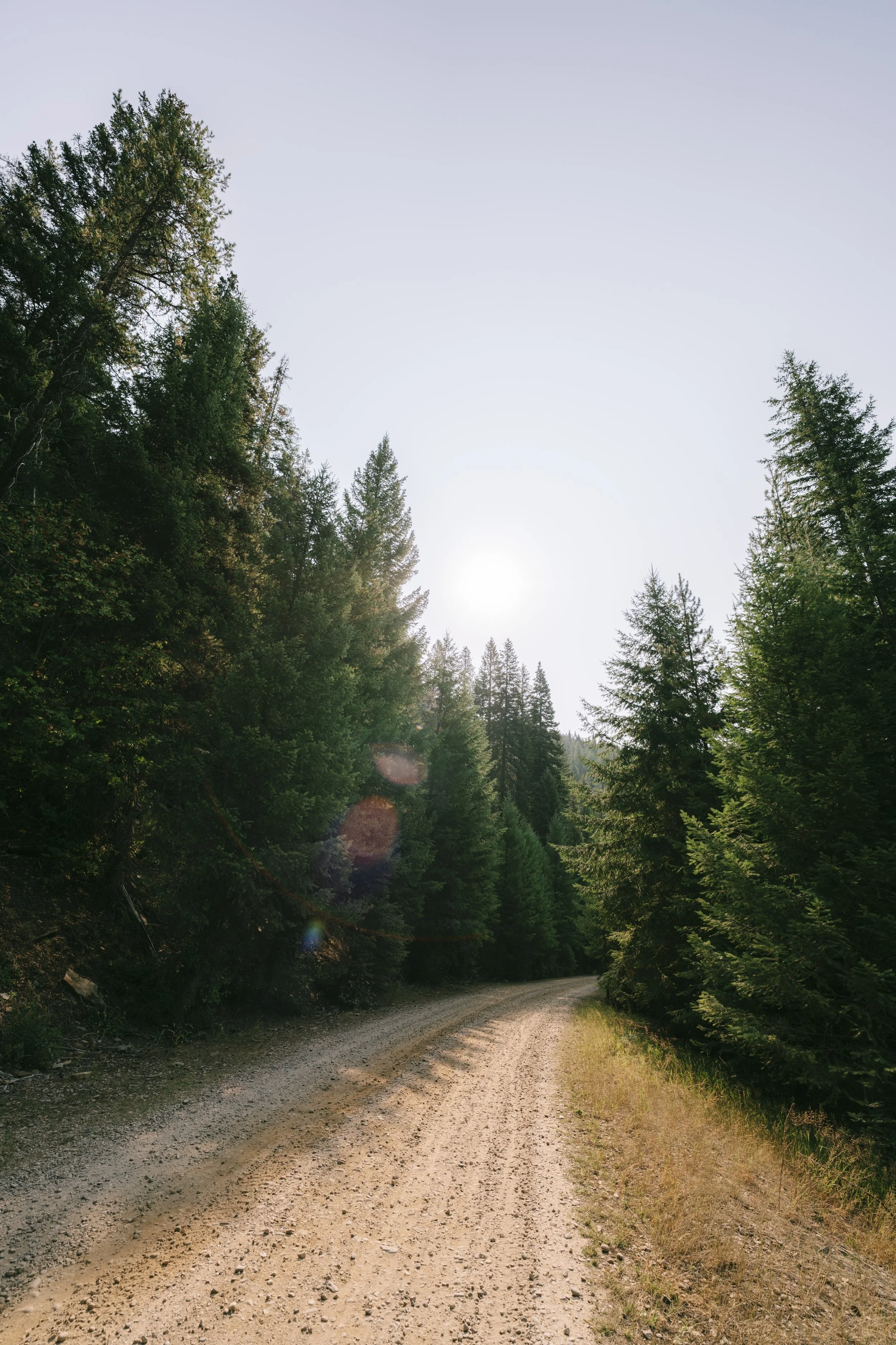 Dirt road winding through a pine forest with the sun shining through the trees.