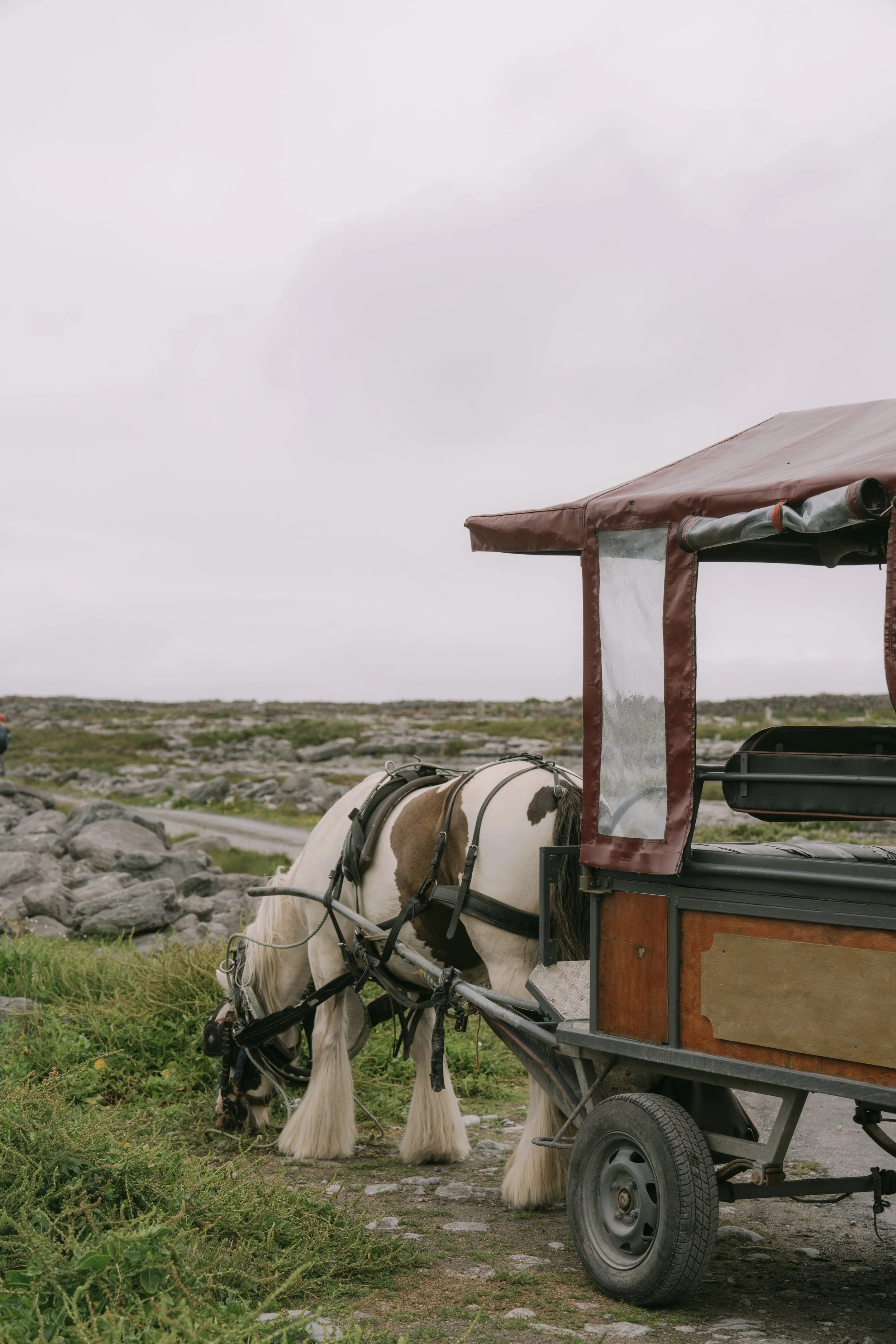 A white and brown horse grazing on grass next to a wooden carriage, in a rocky outdoor landscape with an overcast sky.