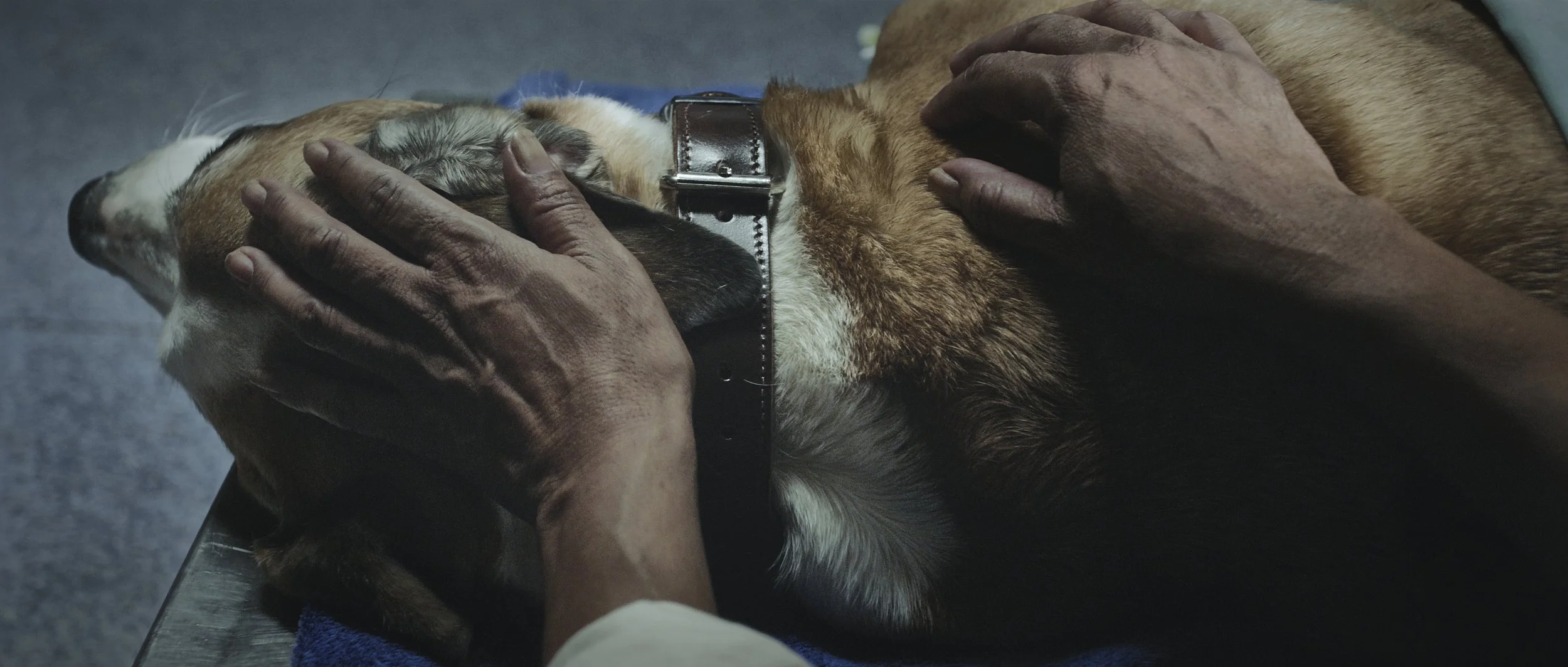 A person gently holds and possibly examines a dog lying on a table, with hands placed on the dog's head and side. Still image from the short film 'Bear' by Rebecca Parker.