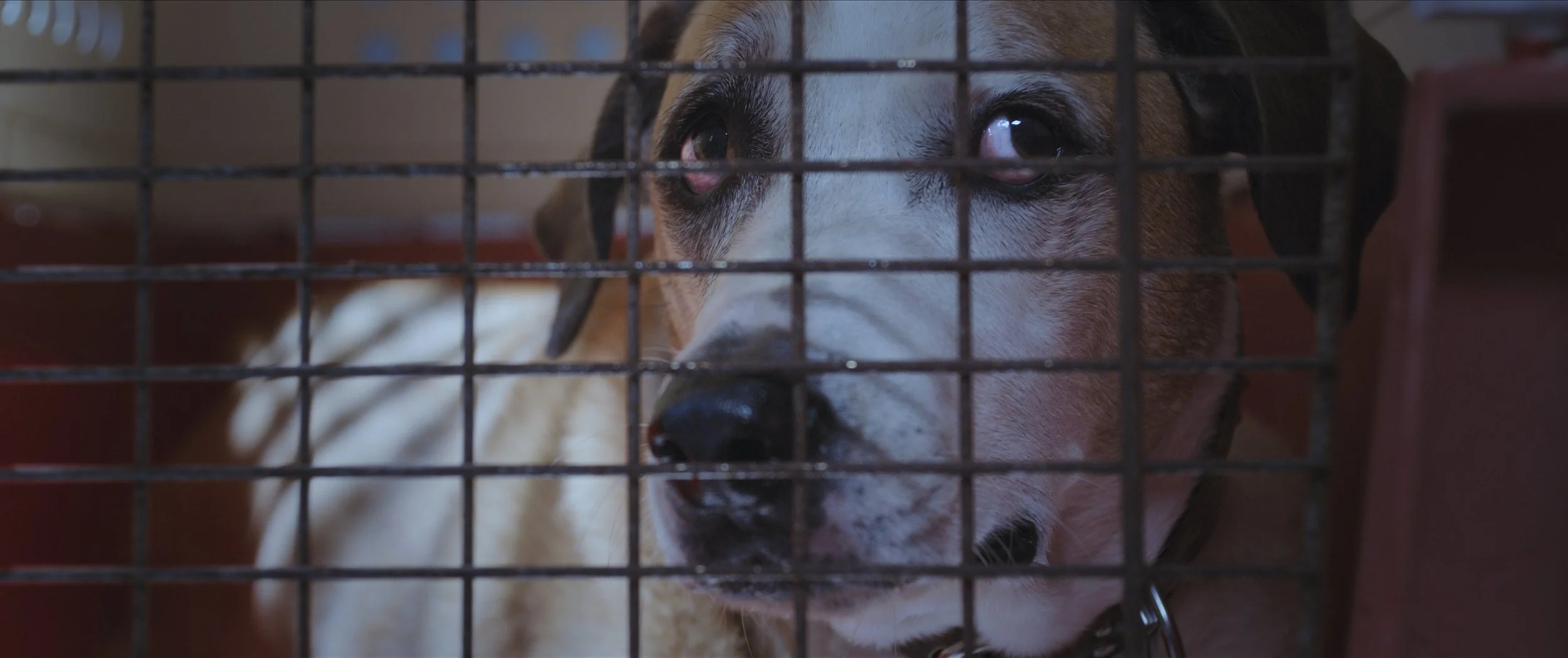 A dog behind a metal cage, looking through the bars. Still from the short film 'Bear', by Rebecca Parker.