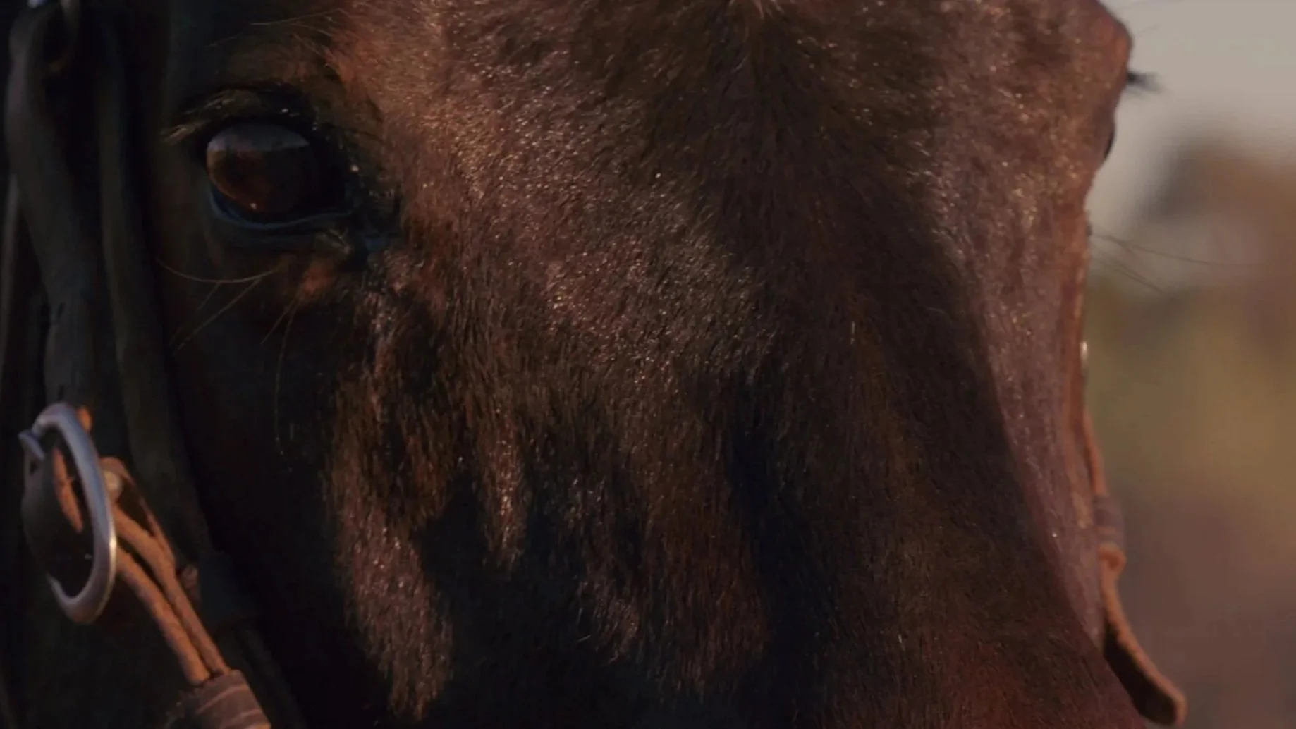 Close-up of a dark brown horse's face, showing its eye, nose, and part of its bridle. Still image from the short film 'Fence' by Samantha Alexis Laughton.