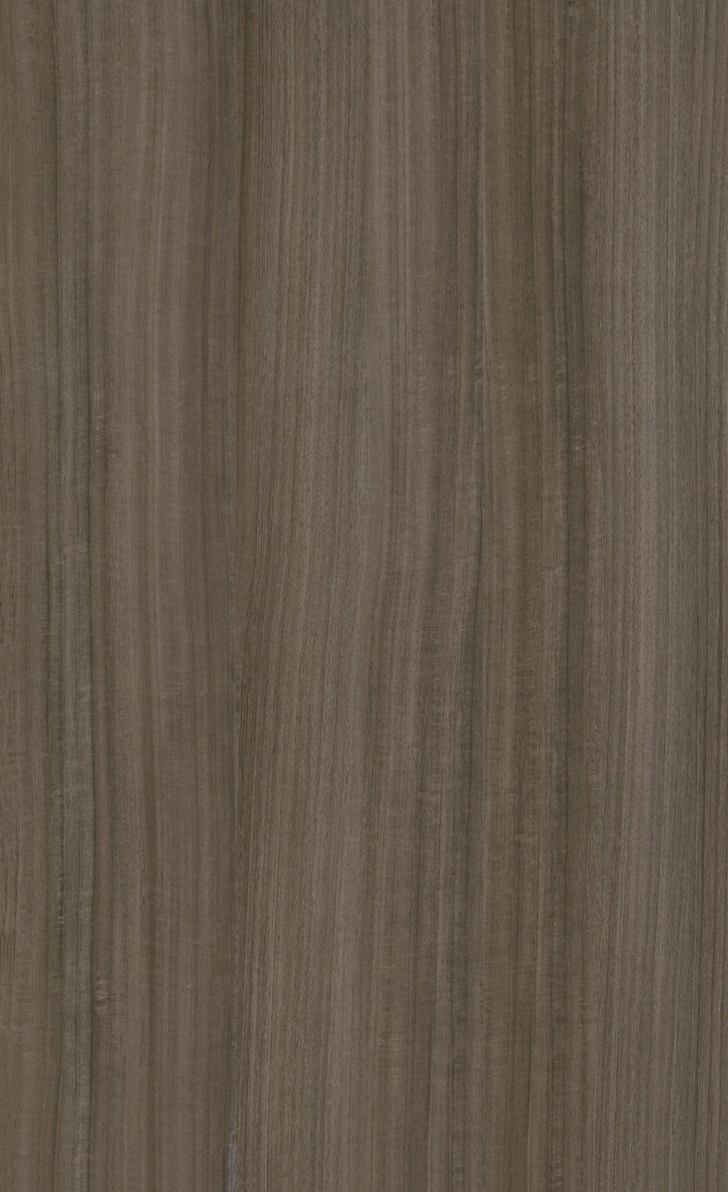 T901-3 Golden Silver Eucalyptus