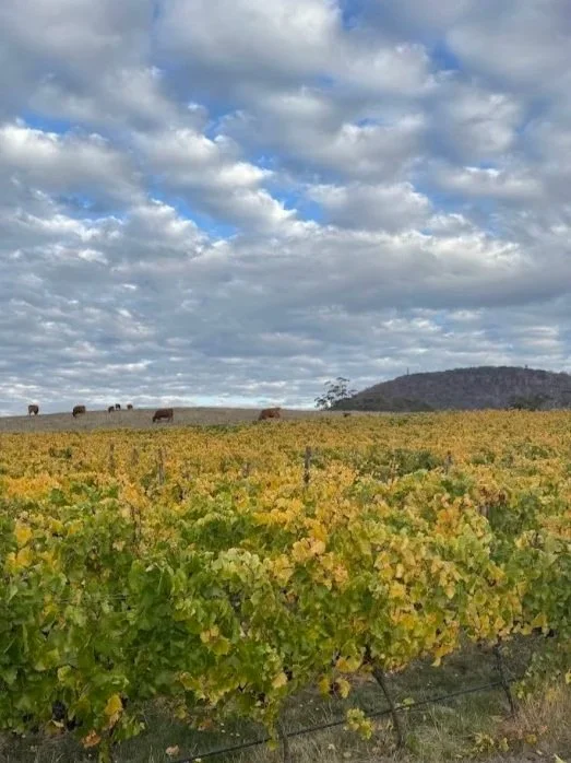 Vineyard with green and yellow leaves in the foreground, cattle grazing in the distance under a cloudy sky, with Mt Buninyong on the horizon.