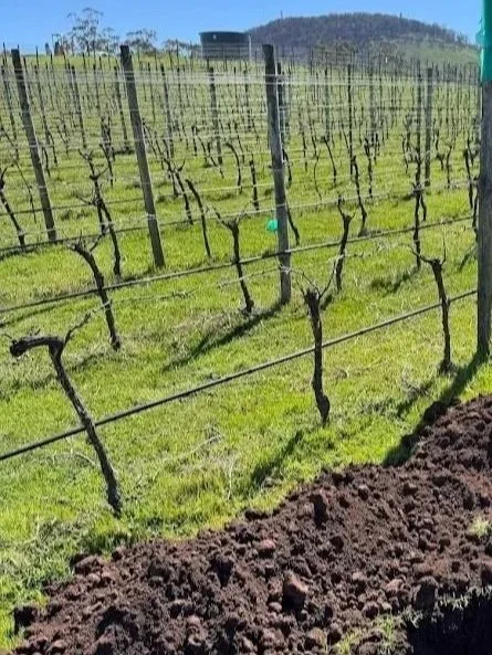 Vineyard with grapevines supported by trellises and wires on green grass, with Mt Buninyong in the background.