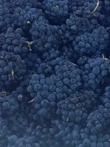 Close-up of a large bunch of ripe pinot noir grapes.