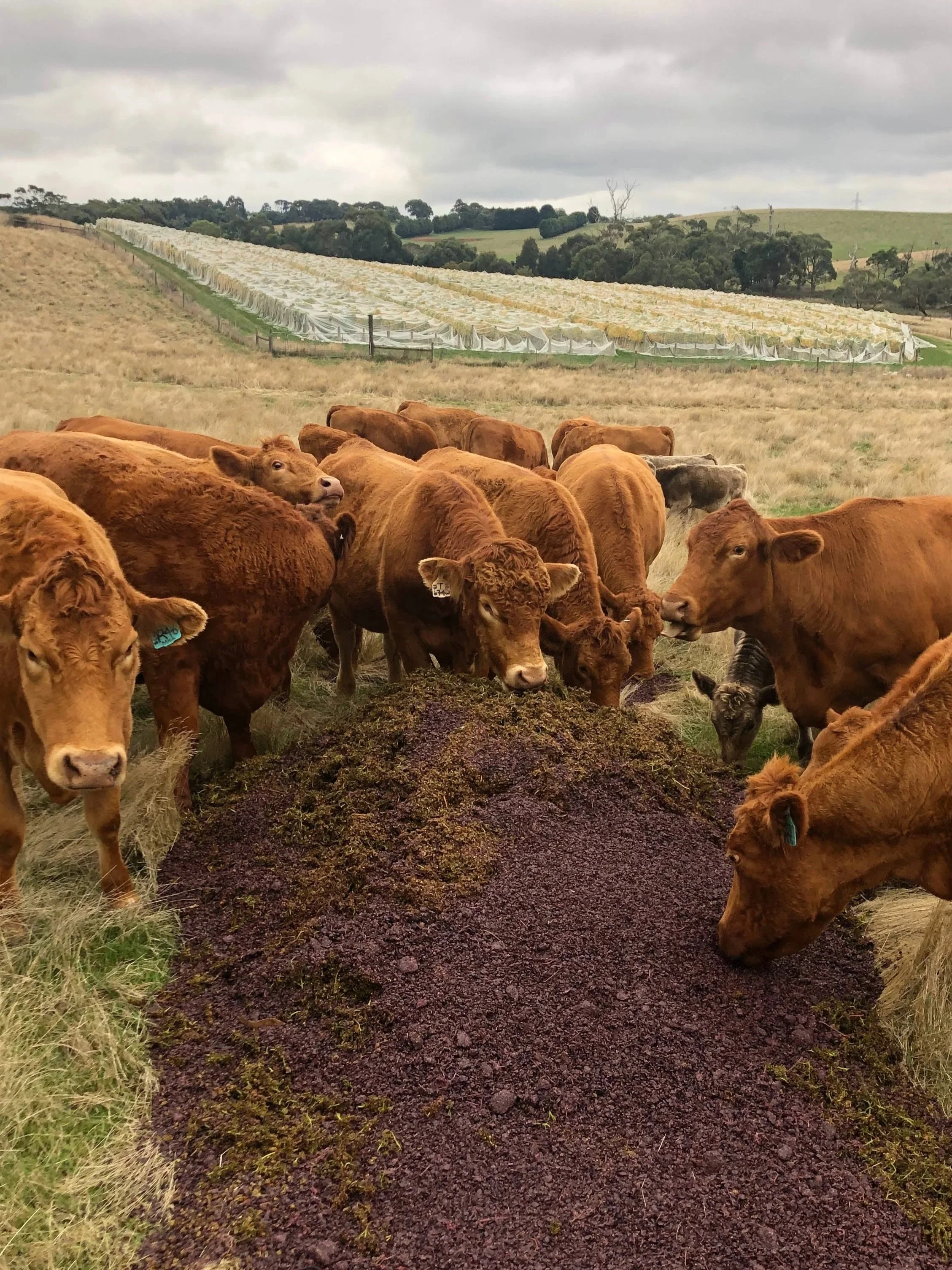 Cattle grazing with a vineyard behind them; cloudy sky overhead.