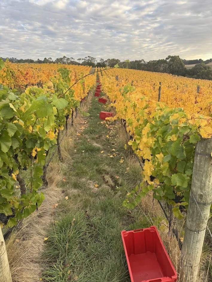 Vineyard with yellow and green leaves in autumn, rows of grapevines, red empty bins, and a cloudy sky overhead.