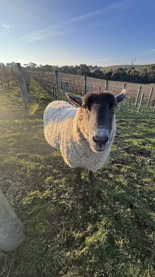Sheep in vineyard