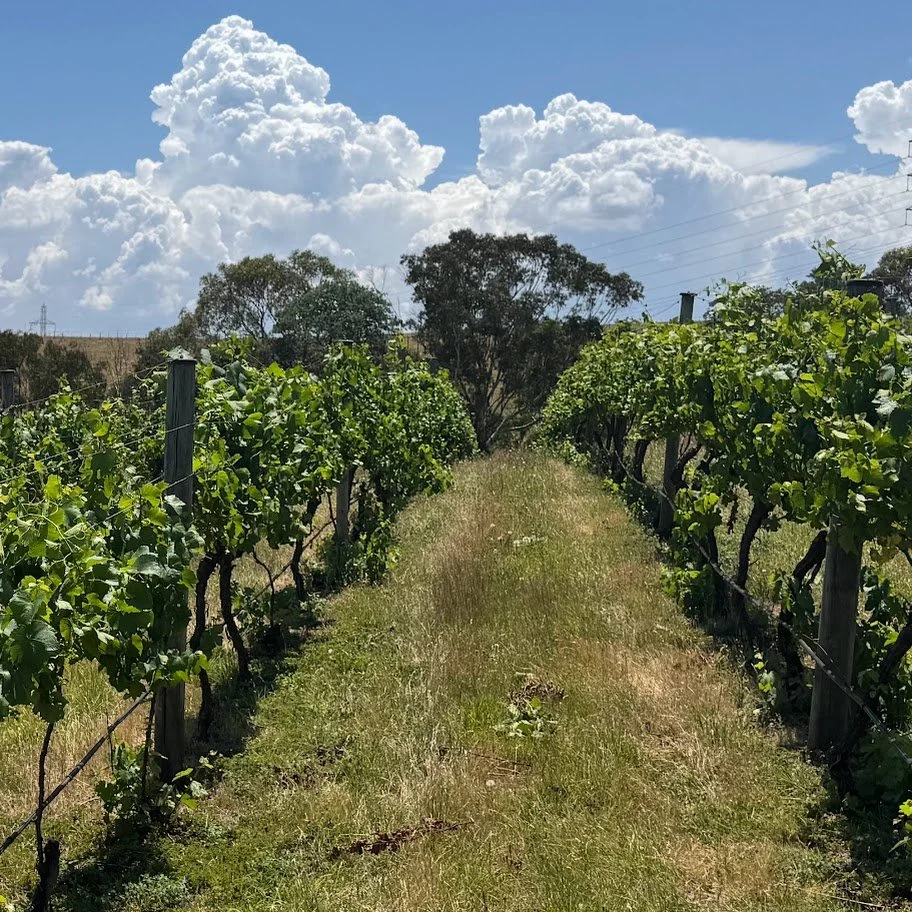 Ancient sea pinot noir vines