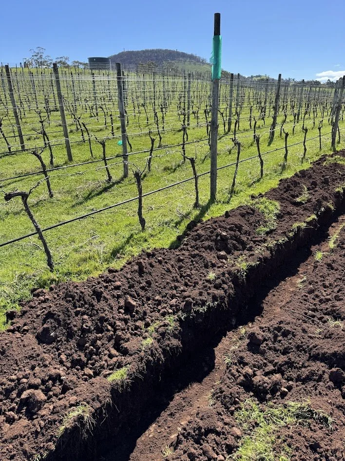 Scotsburn vineyard with rows of grapevines with a fresh trench showing the rocky soil composition.