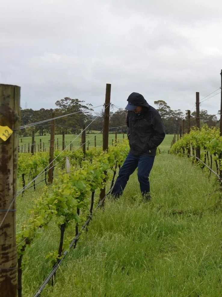 Scott Ireland inspecting the vineyard.