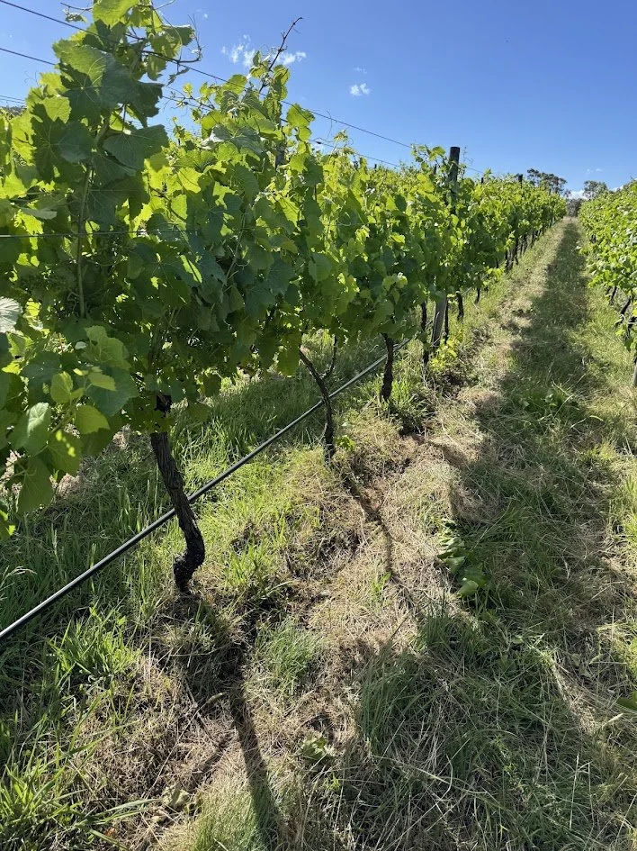 Vineyard rows of grapevines under a blue sky with sunny weather.