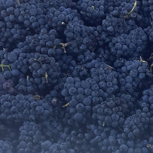 Close-up of a the best Pinot Noir grapes.