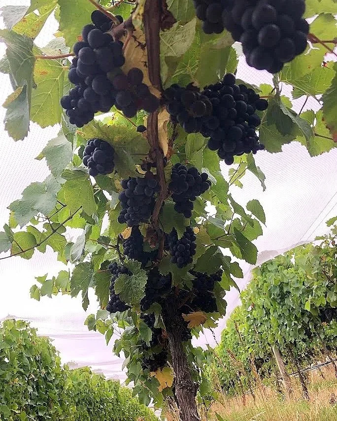 Pinot Noir grapes on the vine