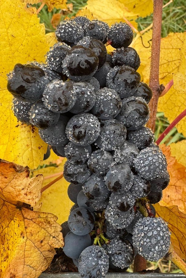 Pinot Noir grapes covered in dew