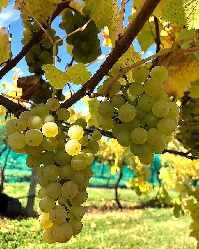 Chardonnay grapes on the vine