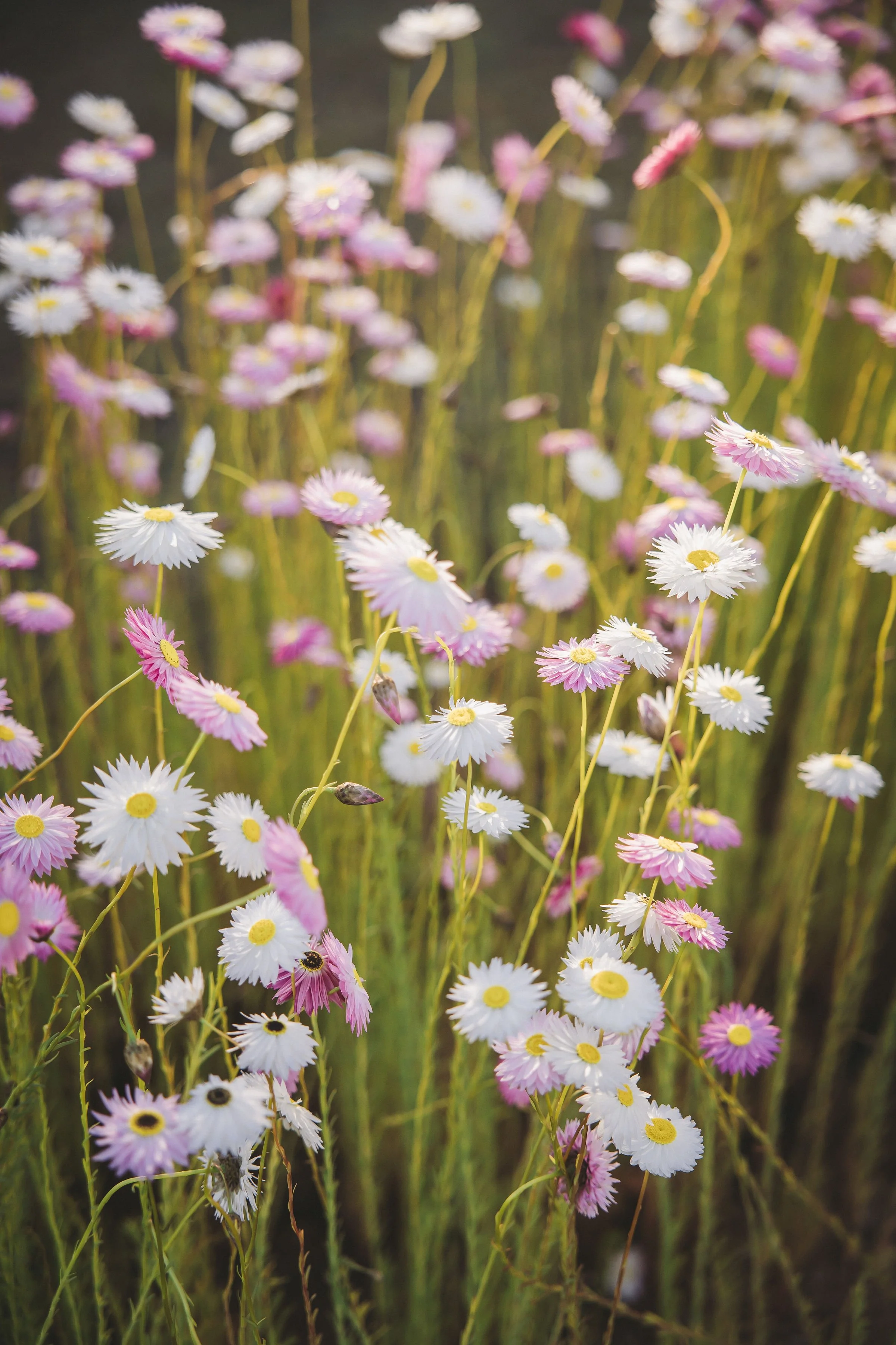 Homegrown pink and white everlasting paper daisies in full bloom at Wild Acres Flower Farm in the Lockyer Valley.