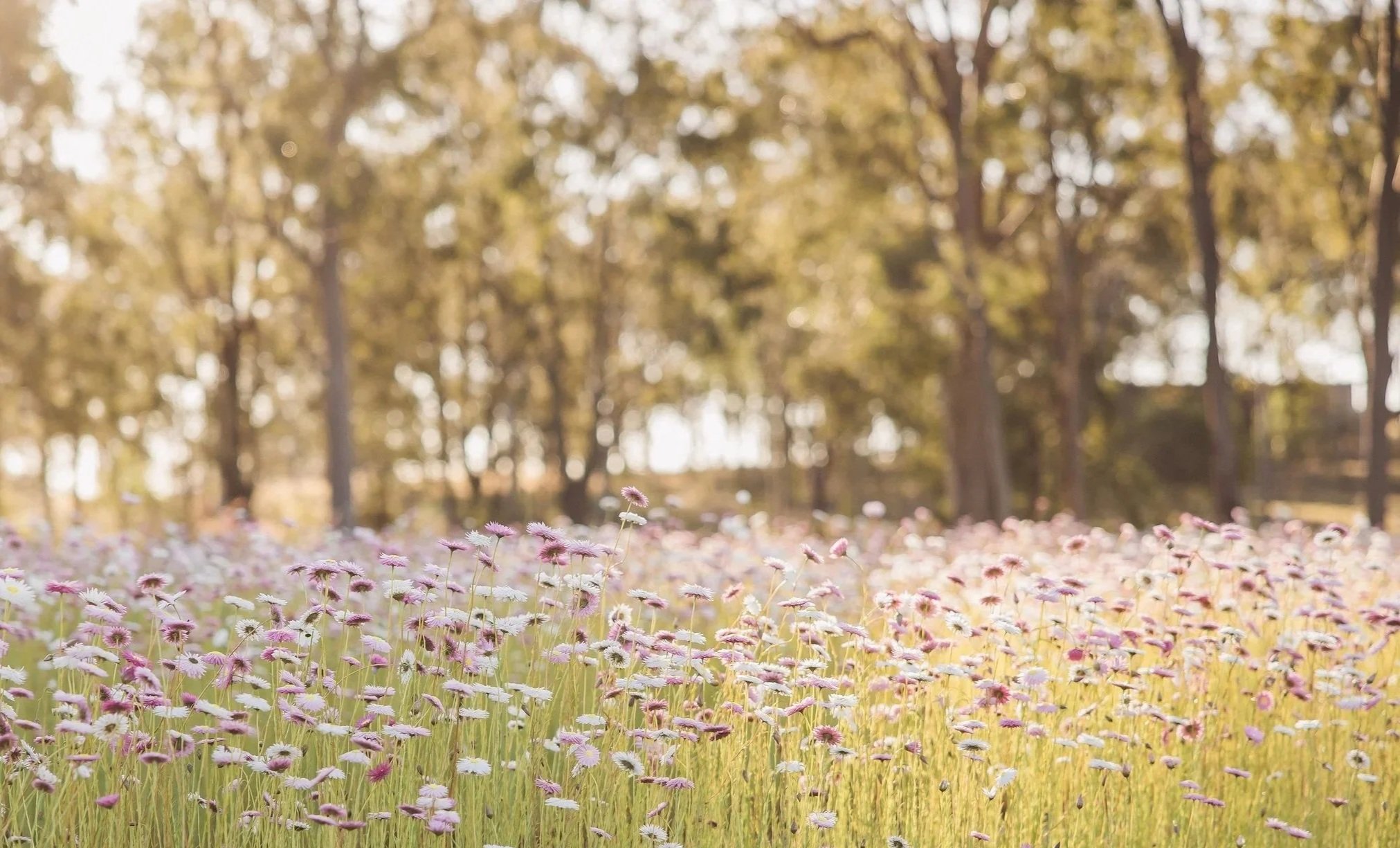 A field of seasonal pink and white everlasting paper daisies at Wild Acres Flower Farm in the Lockyer Valley.